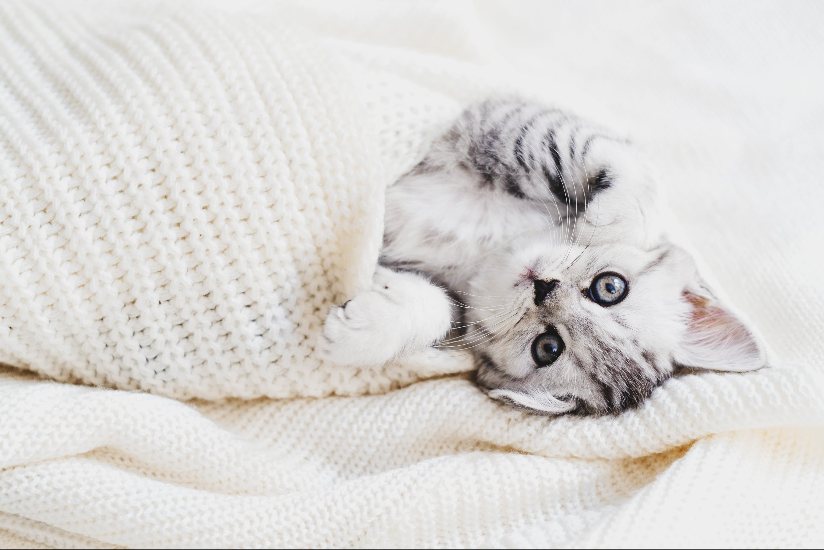 Адаптация котенка