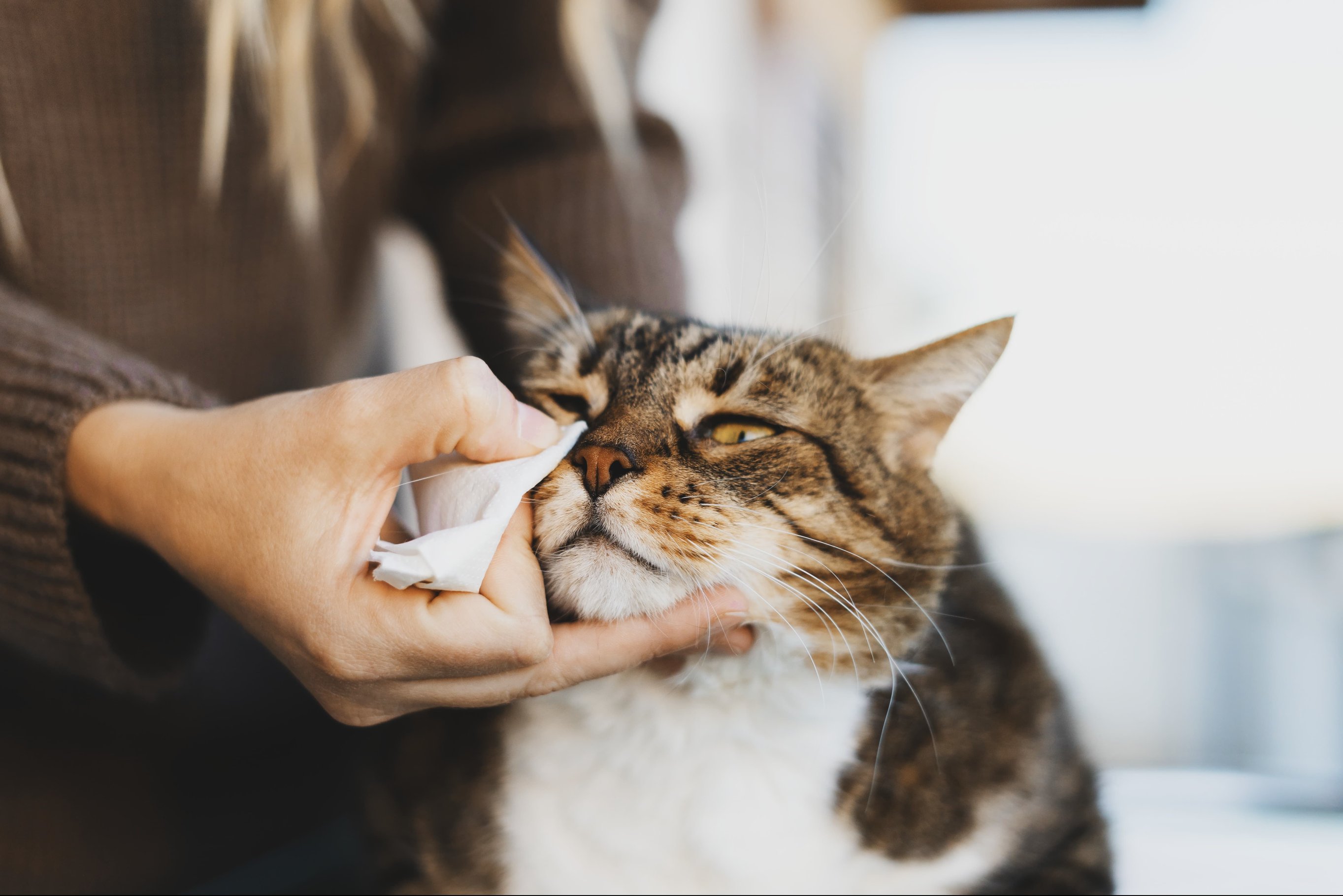 У кошки слезятся глаза