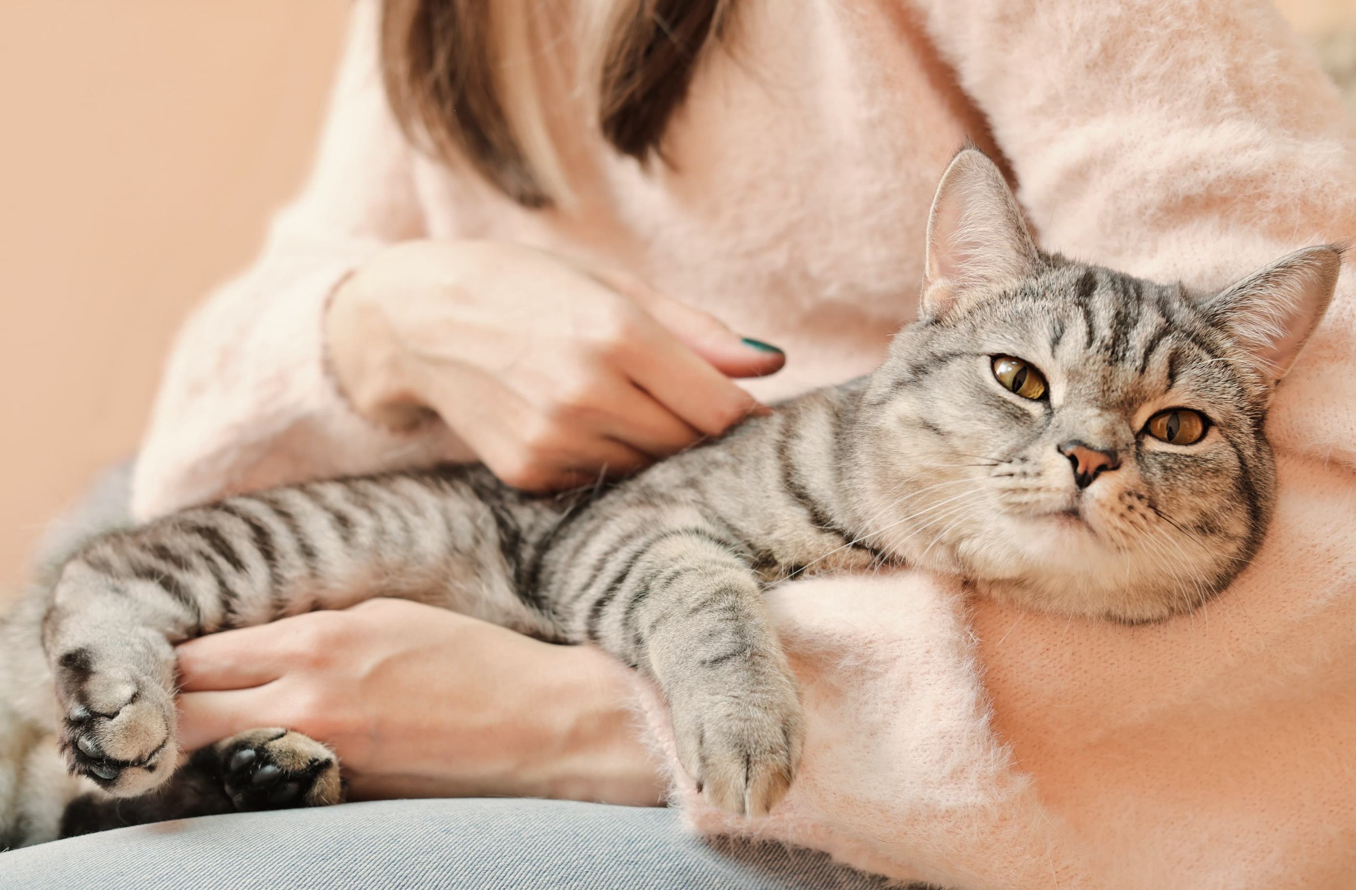 Как кошки слышат людей?