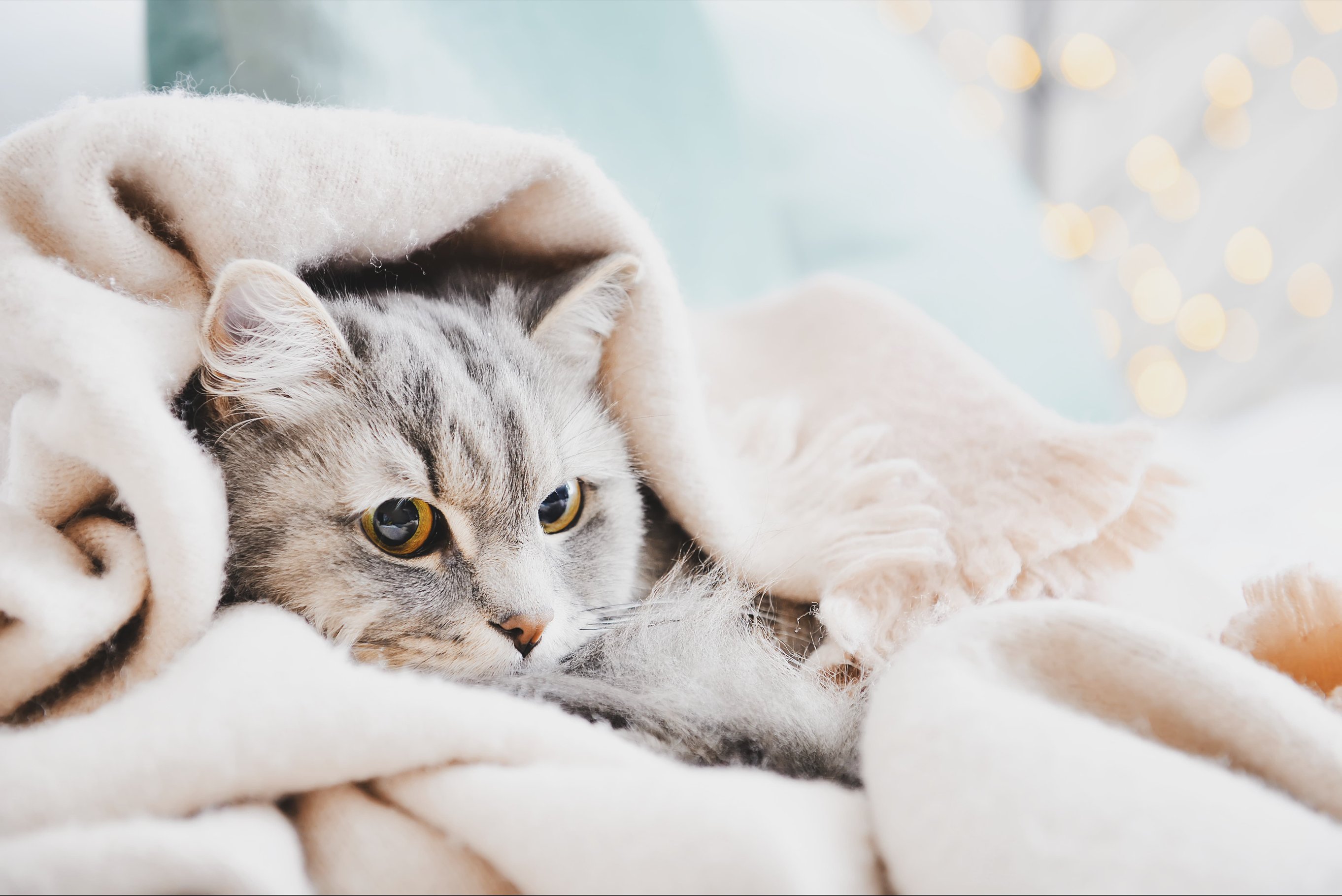 Помощь кошке при чихании