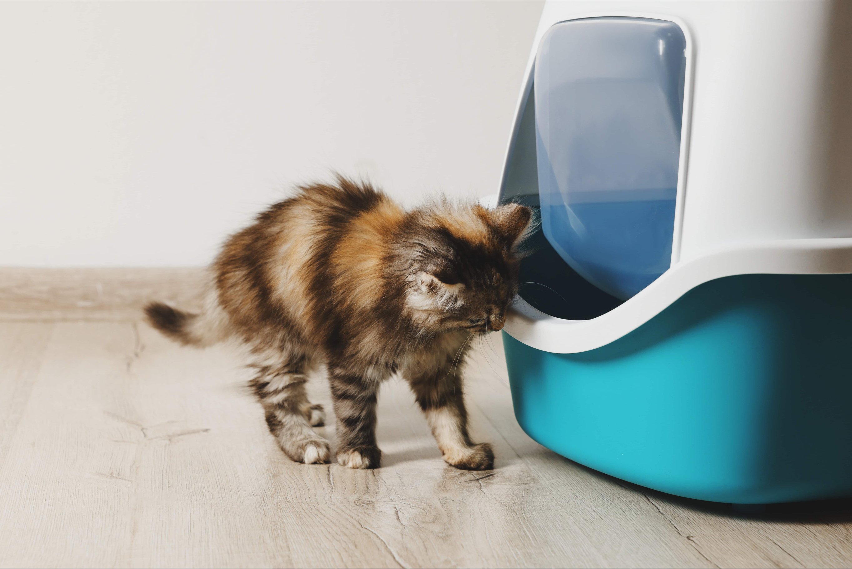 Приучение к лотку