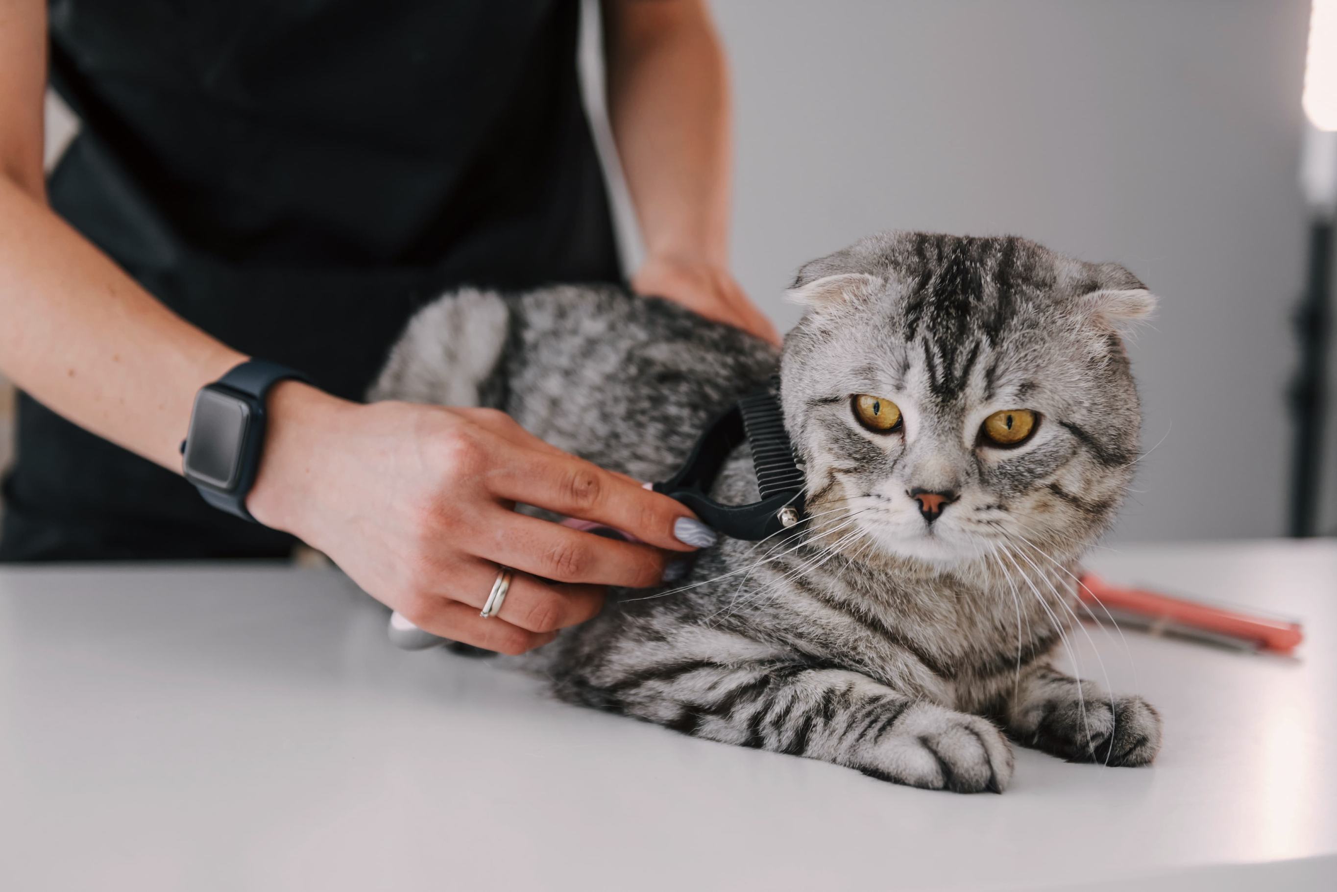 У кошки клещи