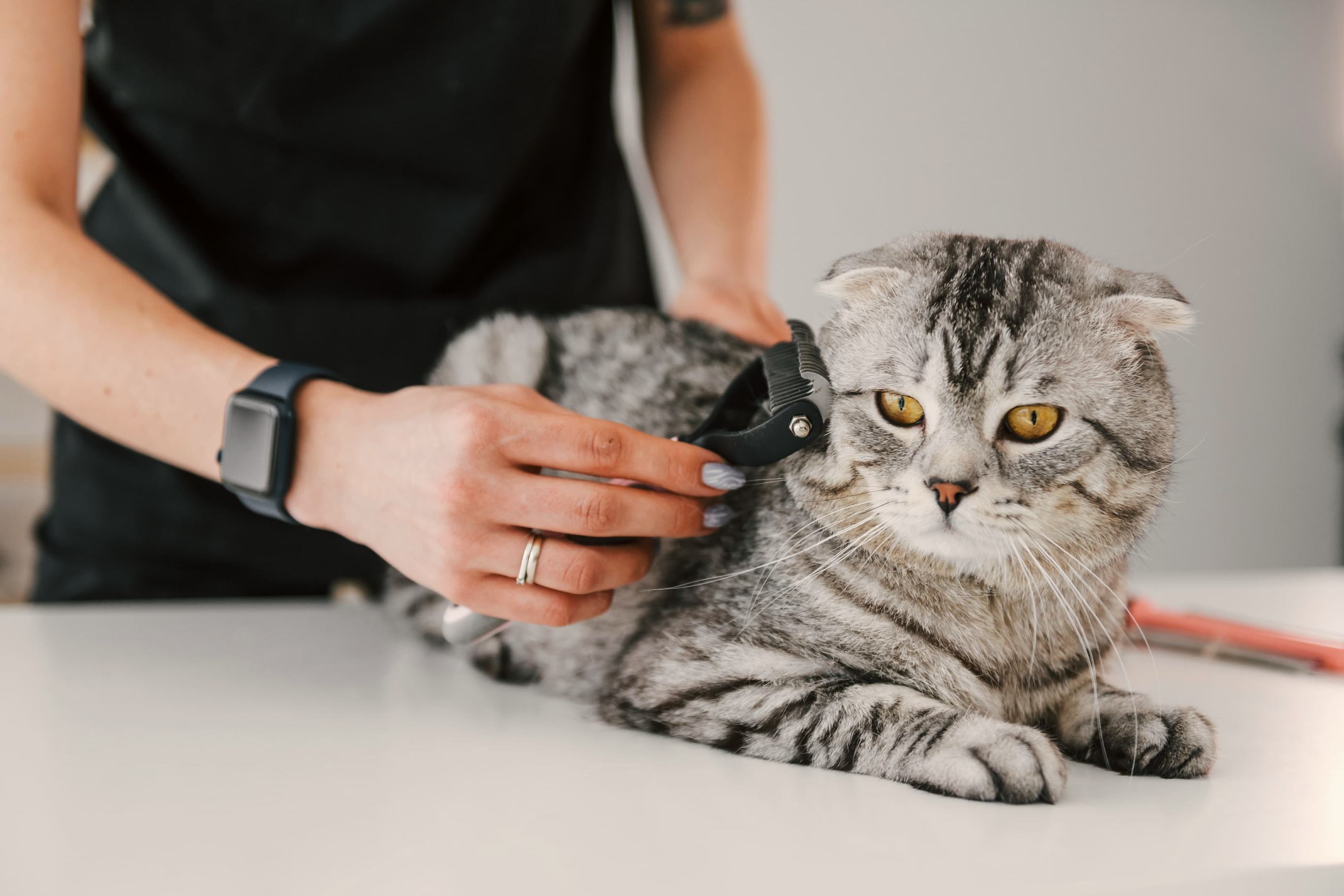 Колтуны у кошки