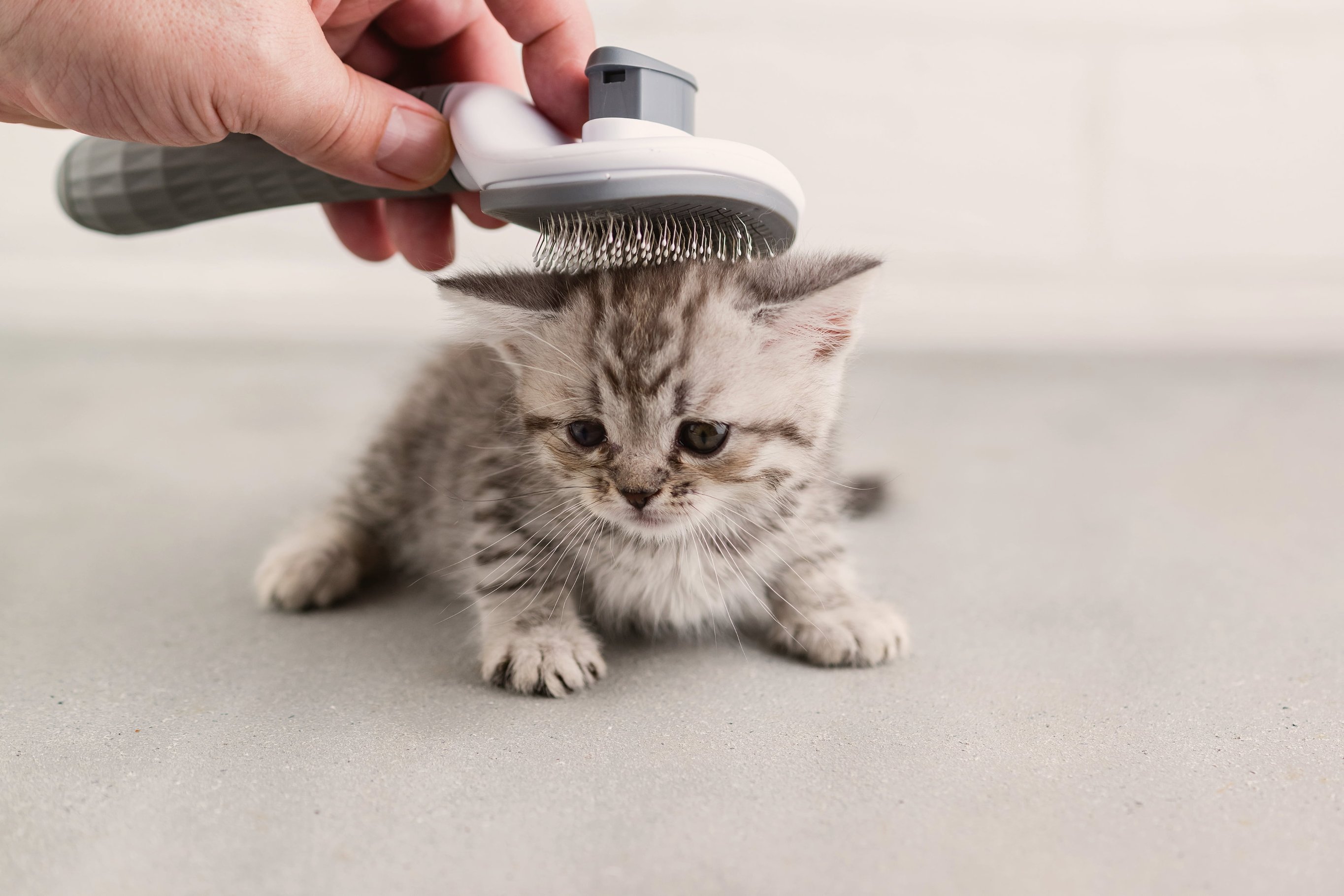 Приучение котенка к вычесыванию