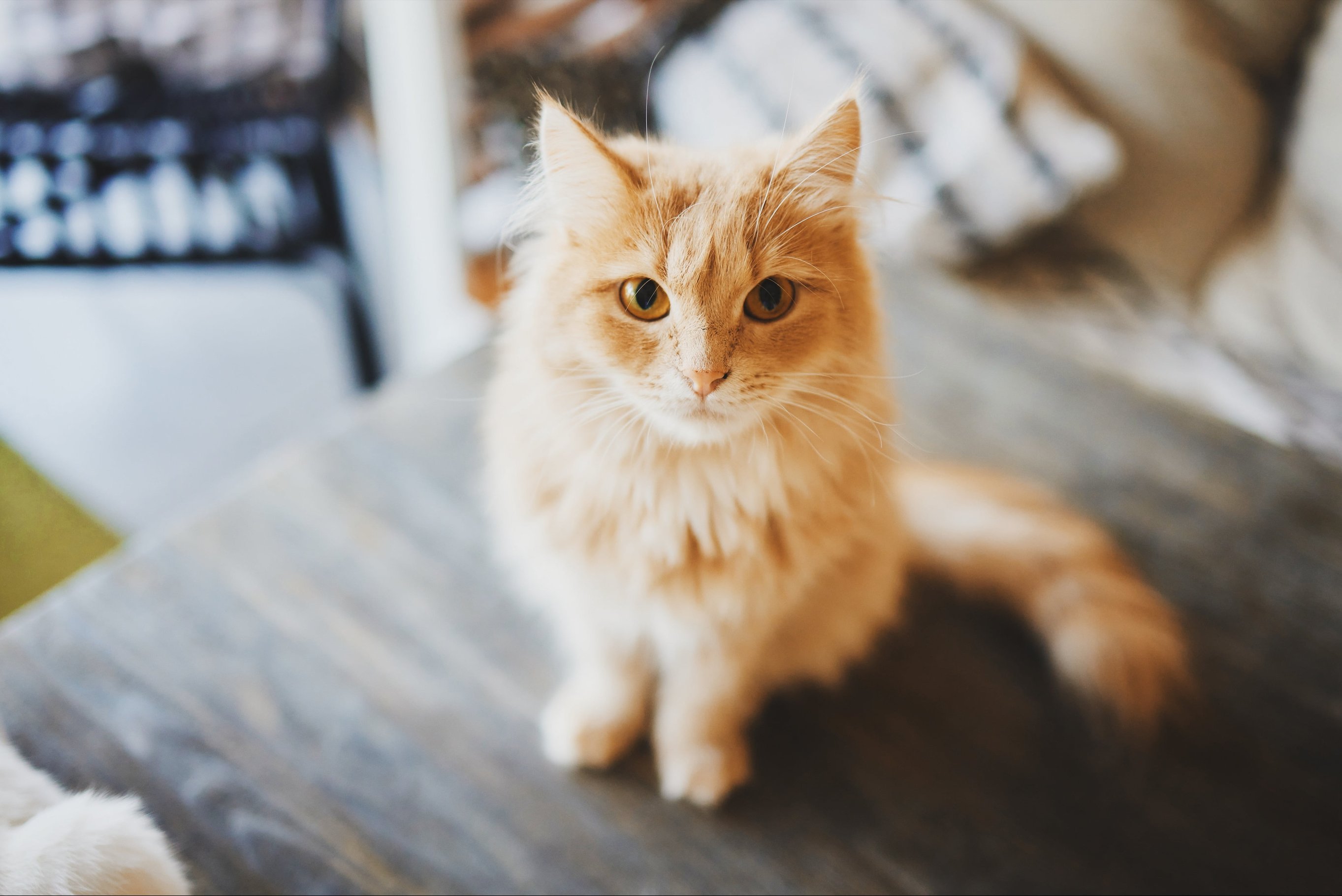 Симптомы глистов у кошек