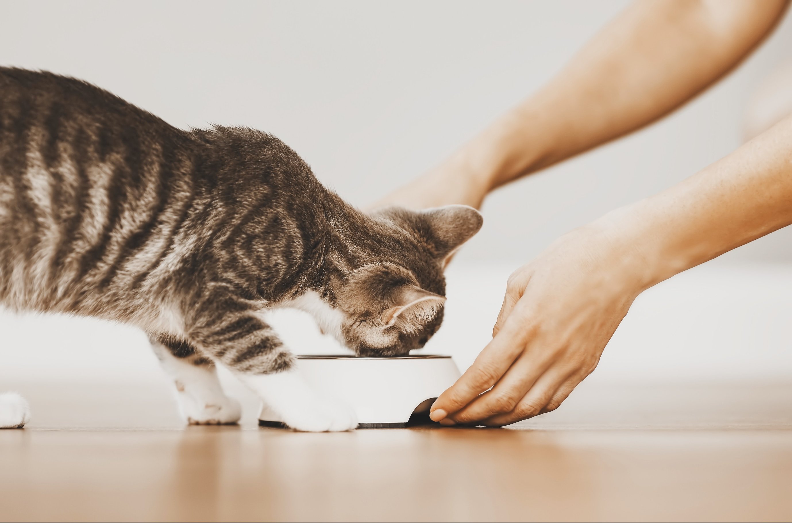 Питательные вещества в рационе кошки