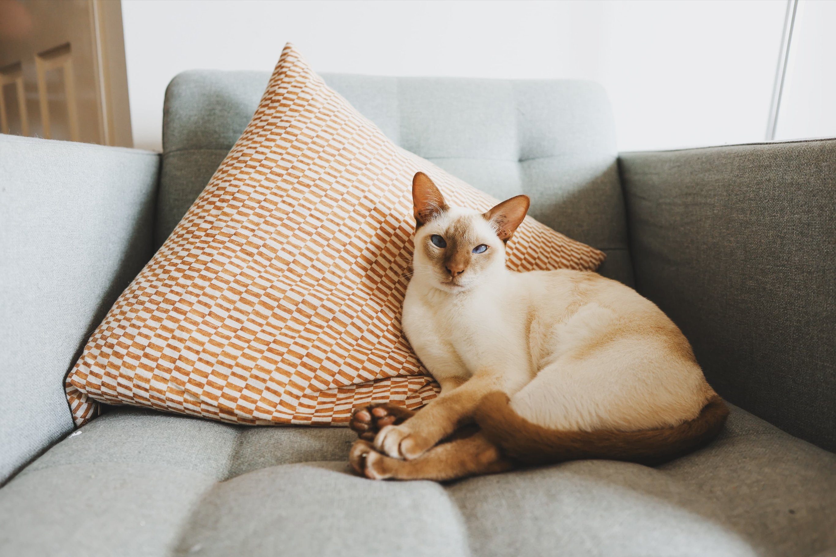 Характер тонкинской кошки