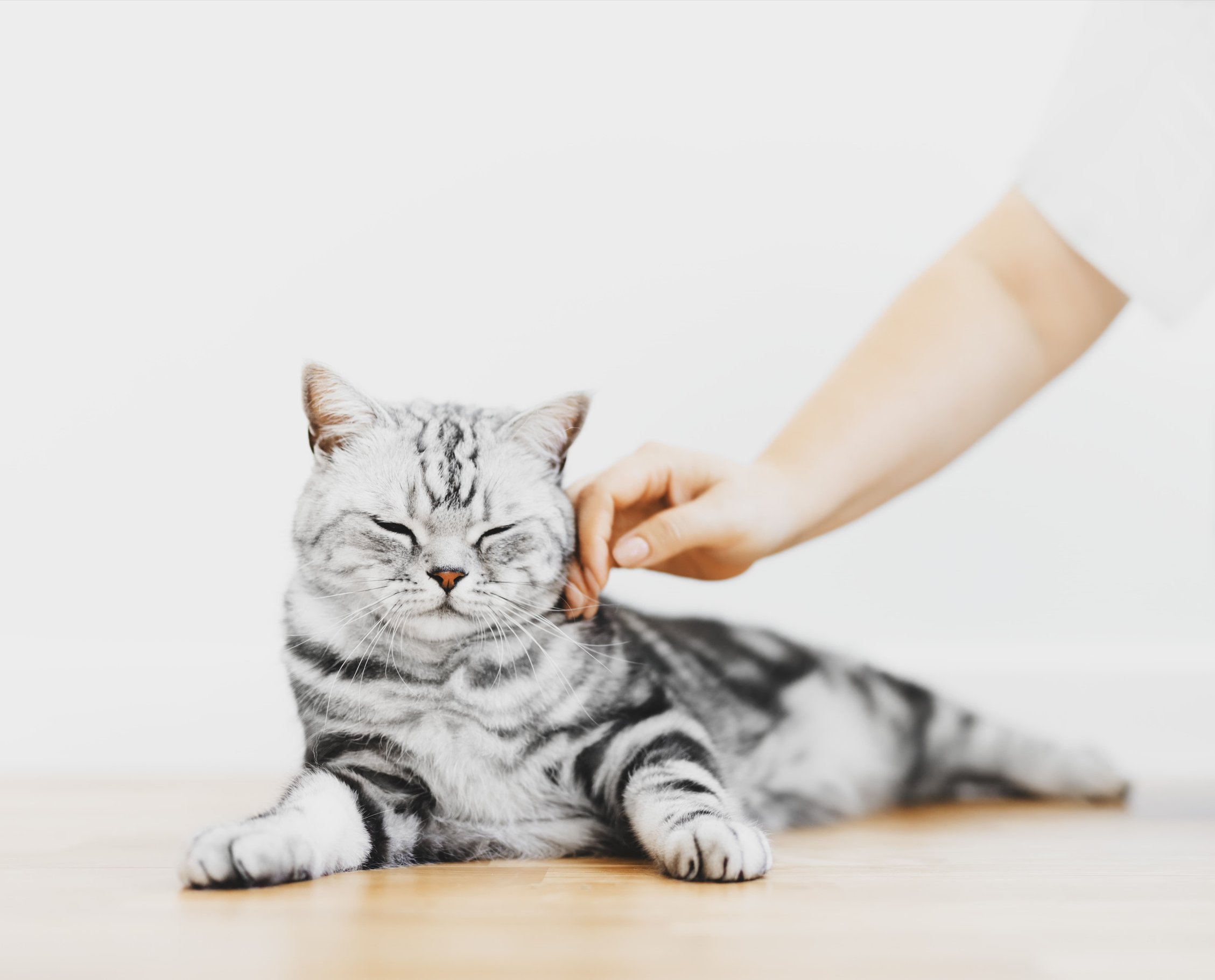 Симптомы стресса у кошки