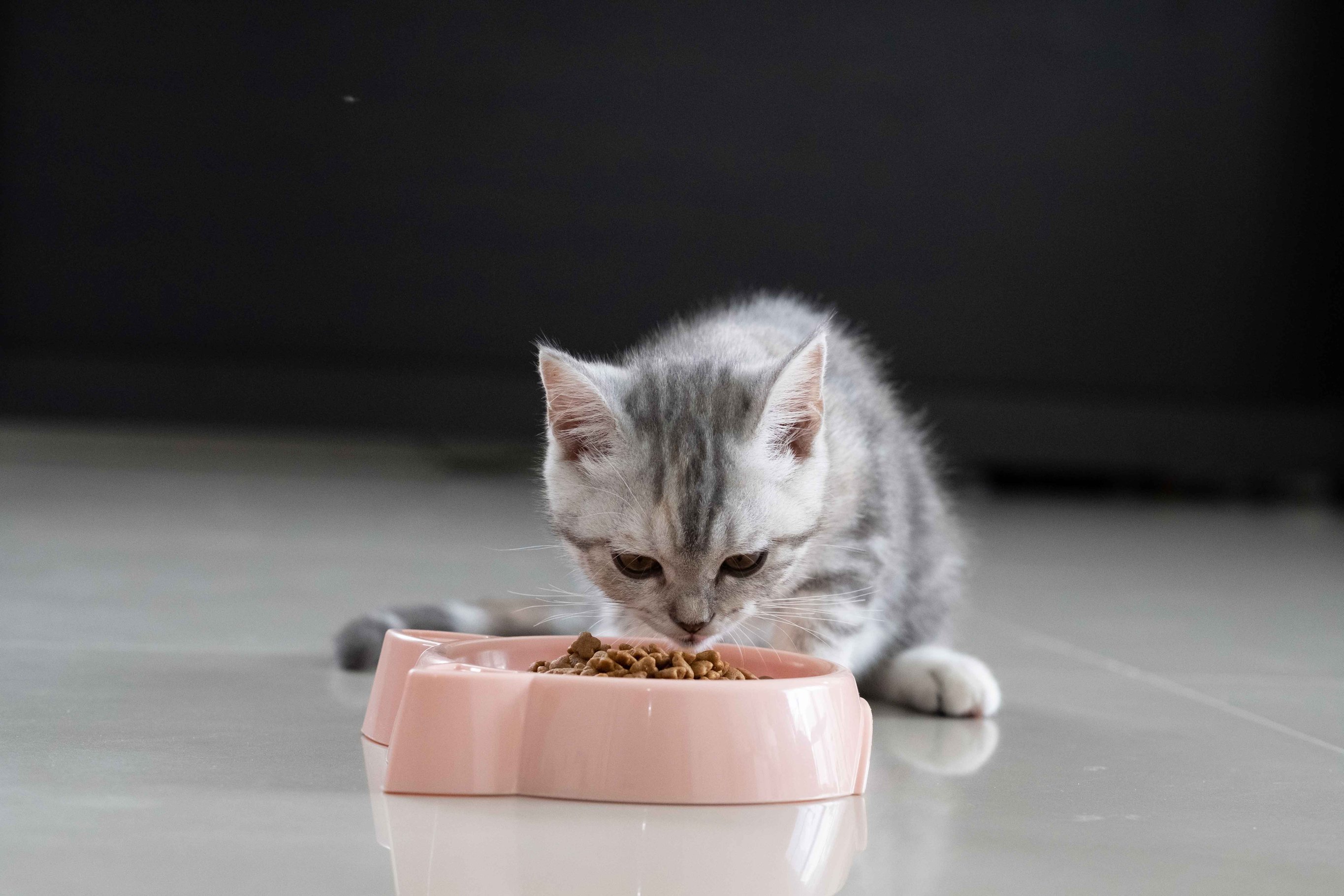 Сухой корм для котенка