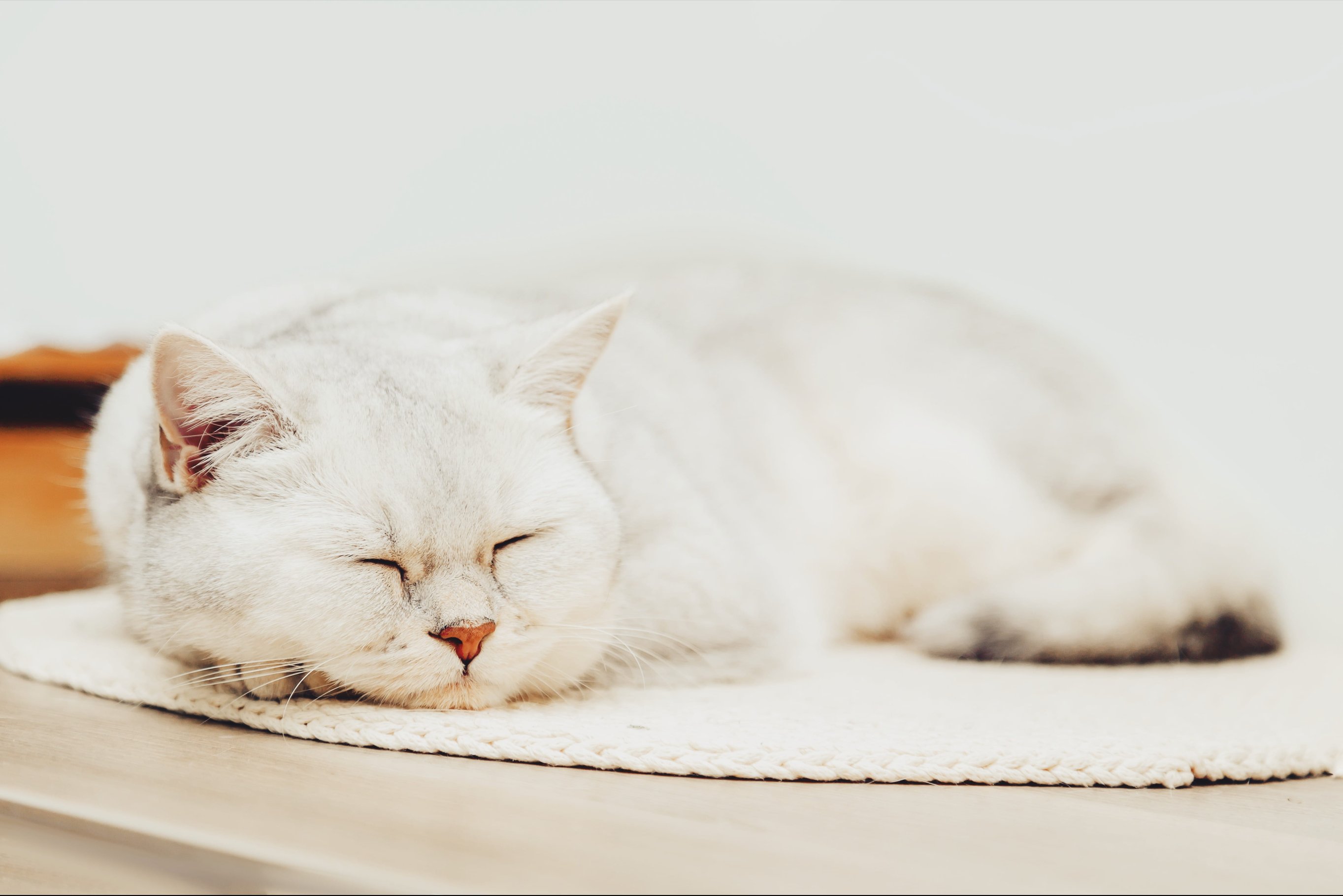 Кошки много спят