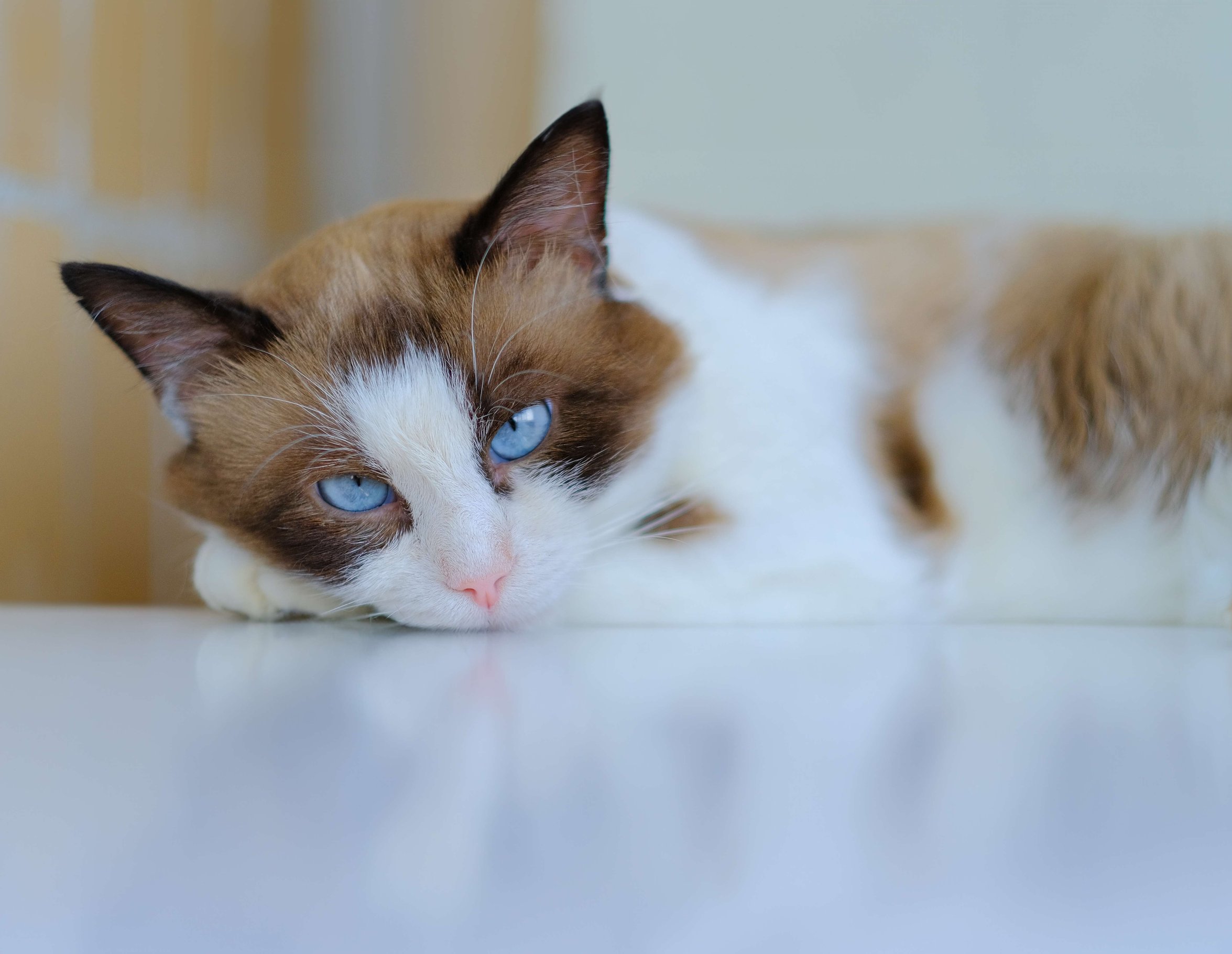 shutterstock_2331213403