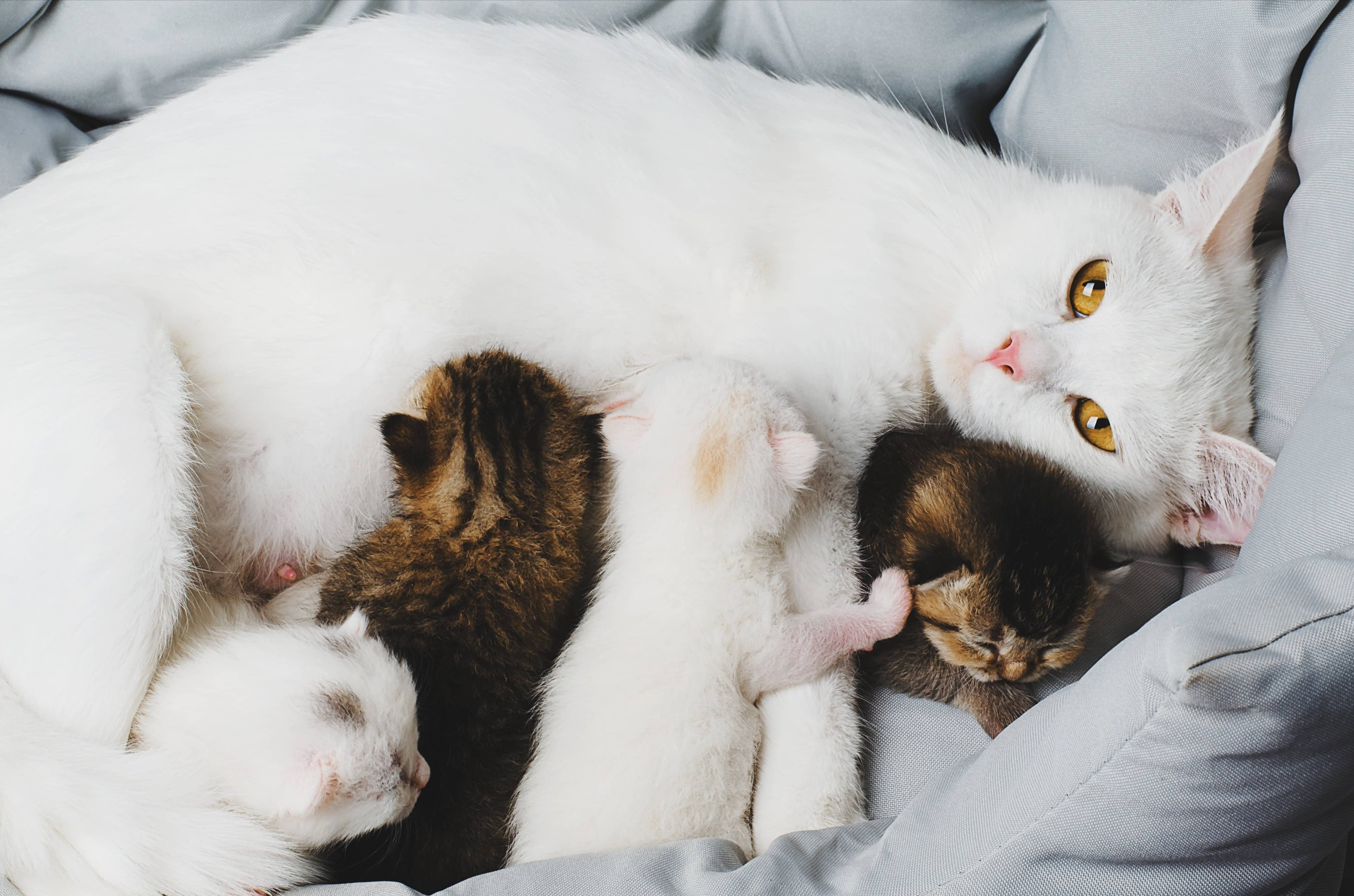 Уход за кошкой и котятами после родов