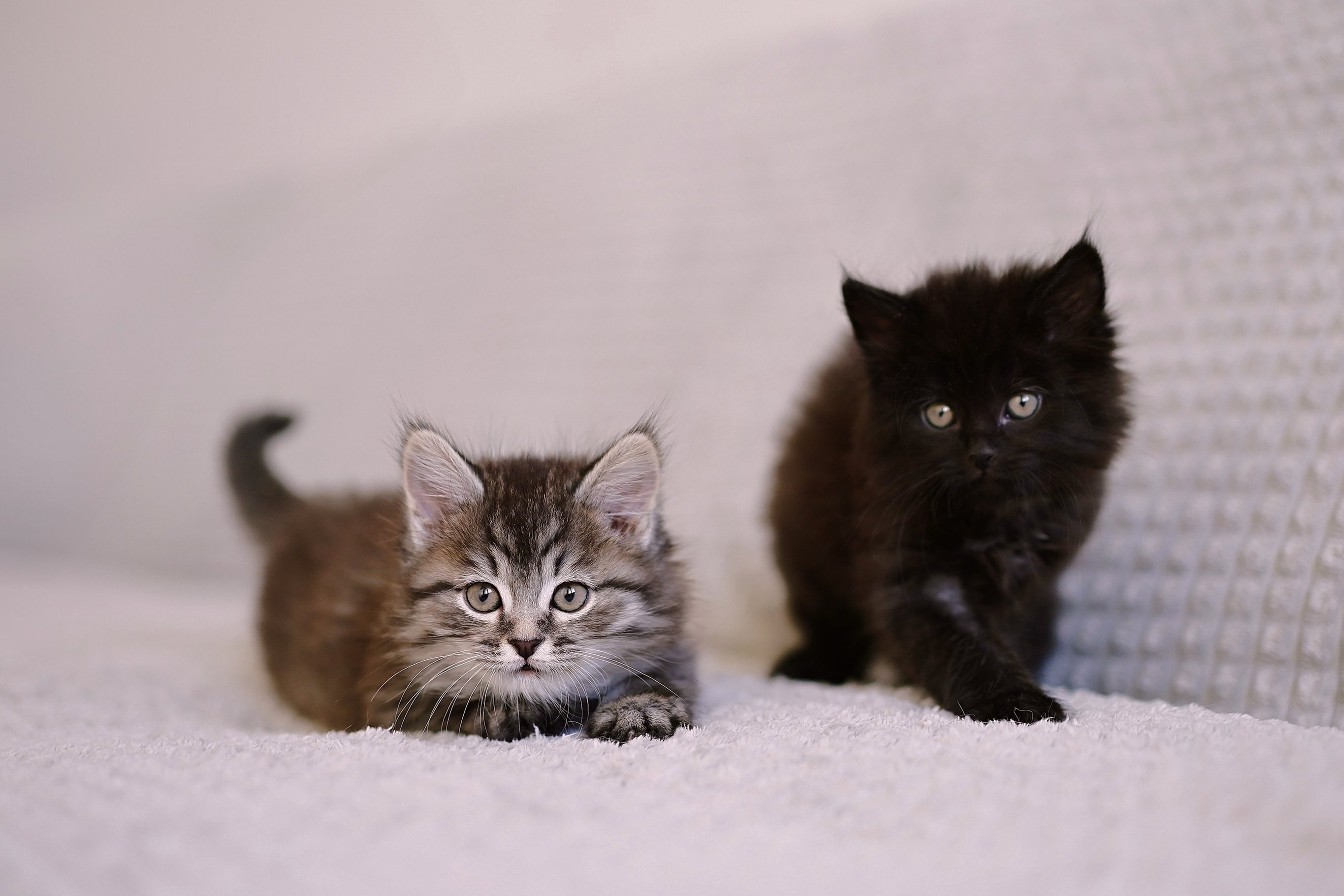Вес котенка