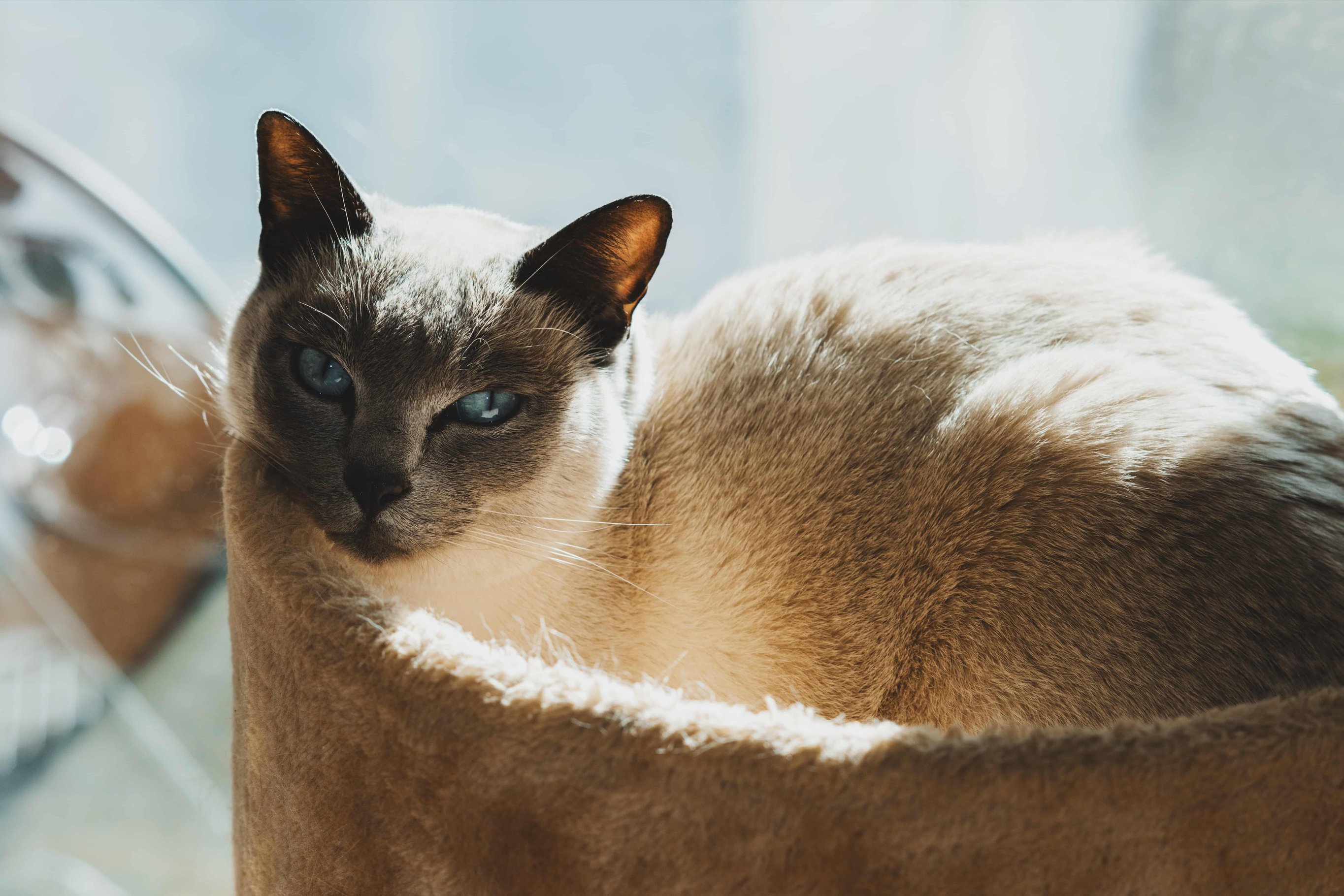 Особенности здоровья тонкинеза