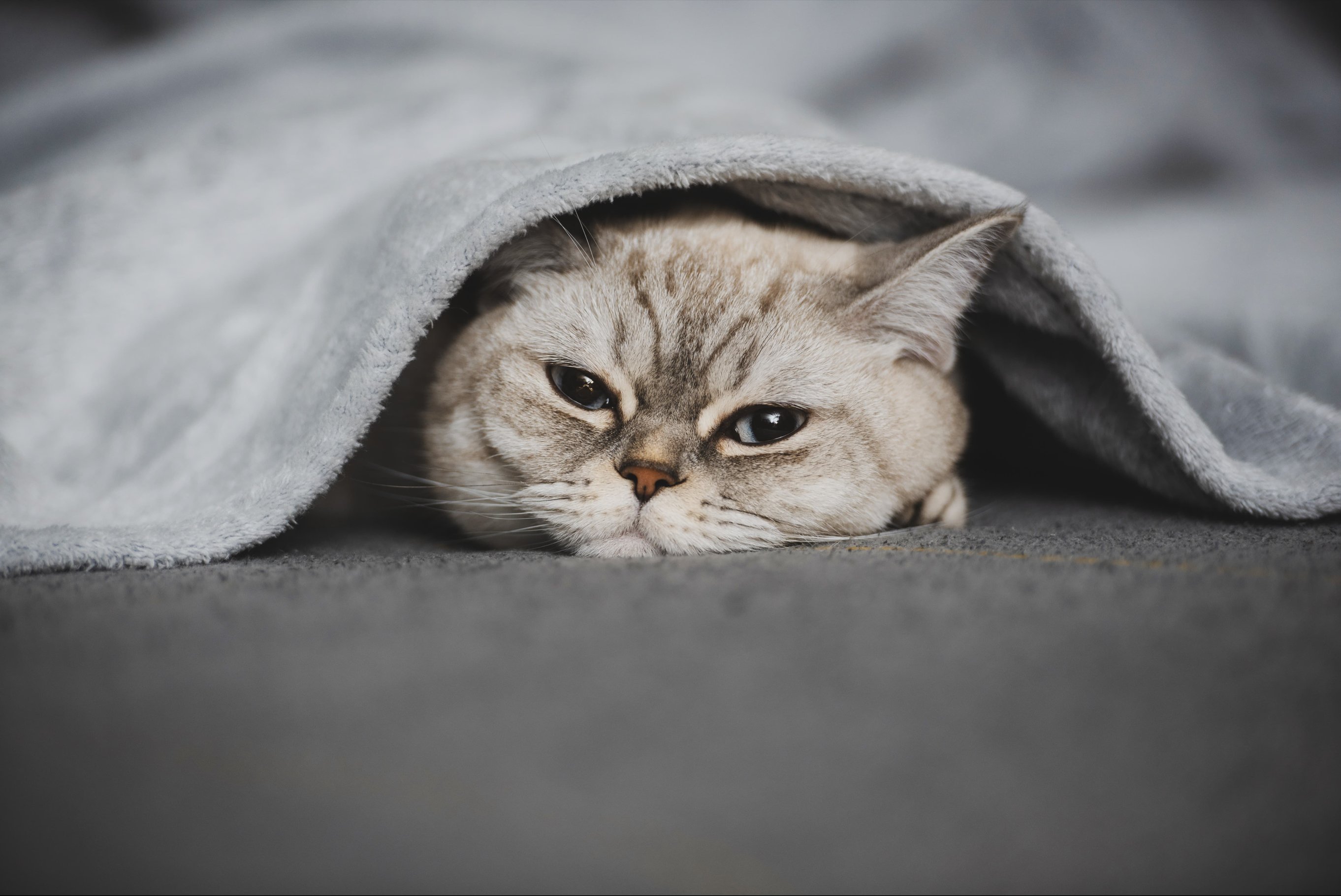 Простуда у кошки