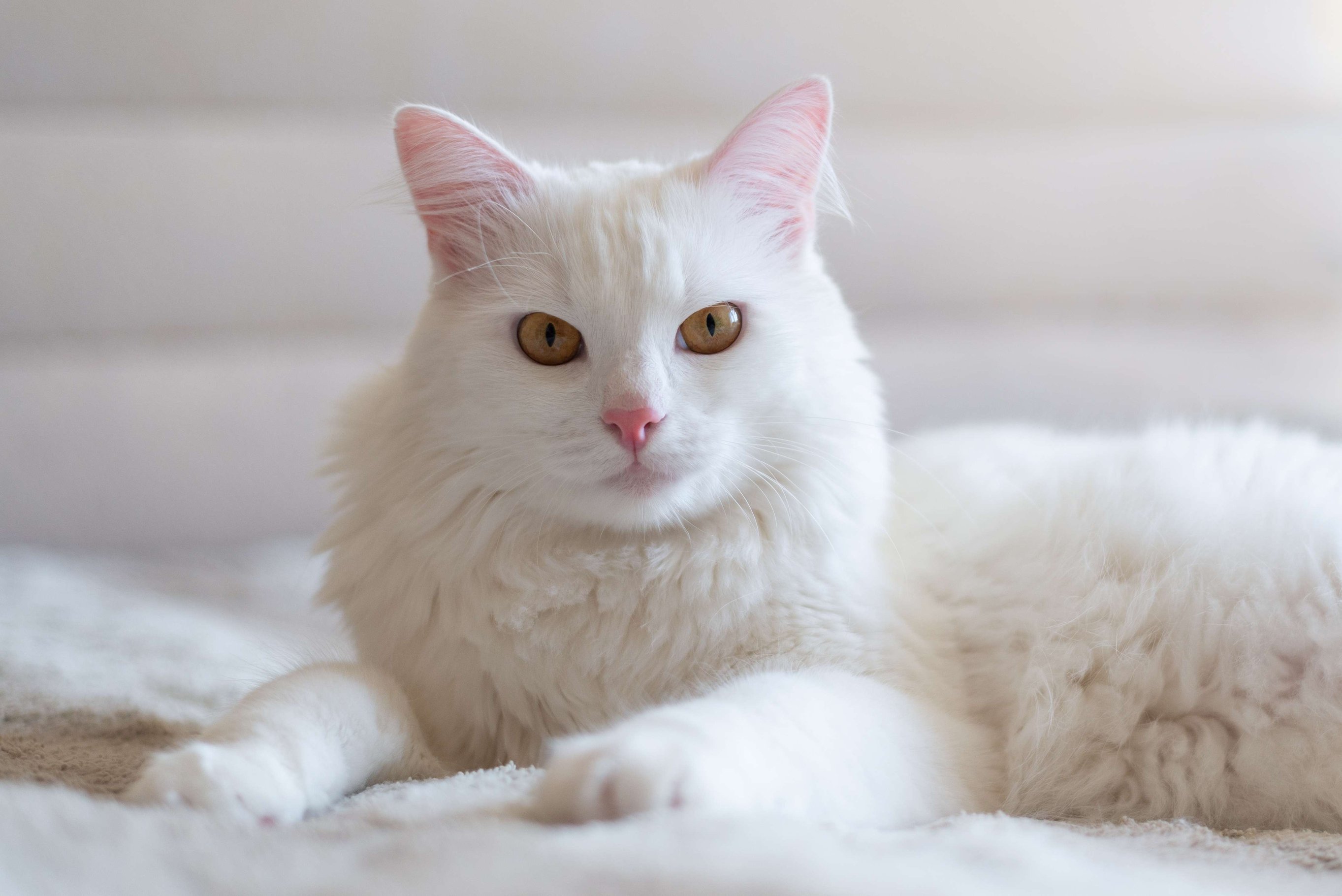 shutterstock_2421607033