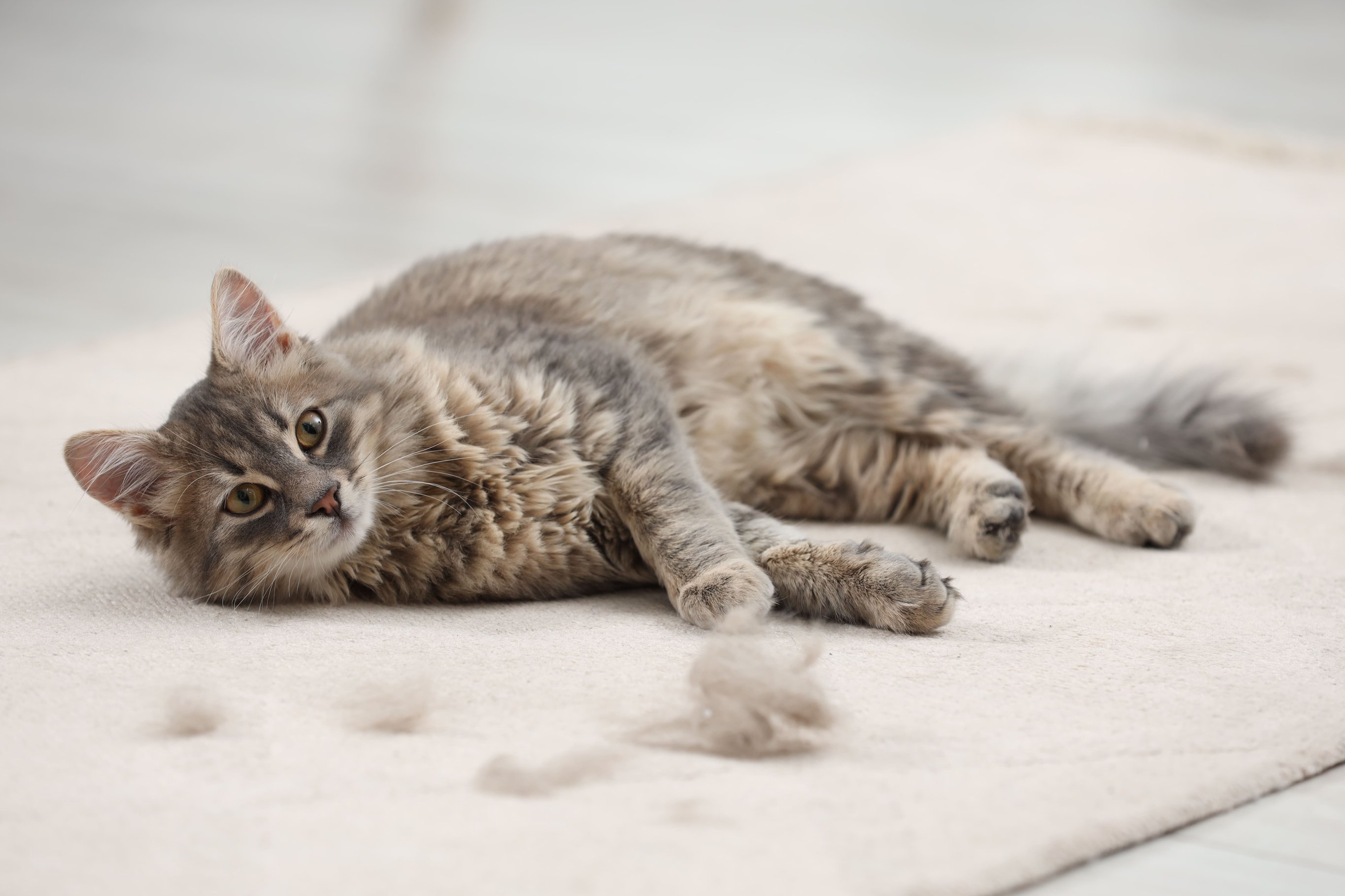 shutterstock_2422946399