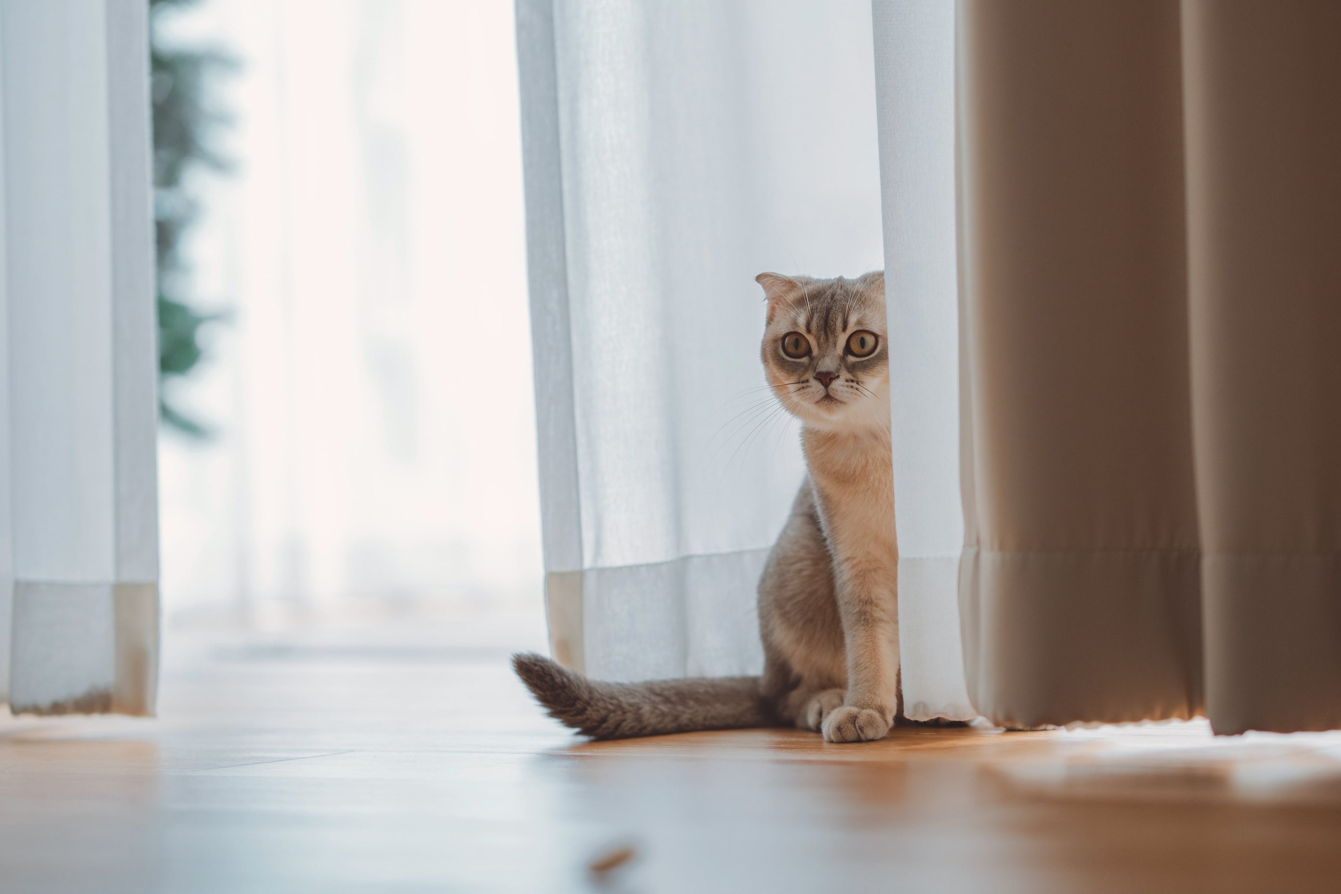 Страх у кошки