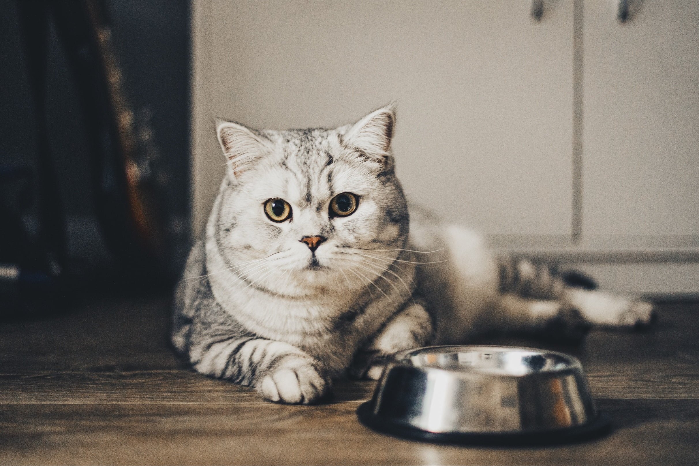 shutterstock_2428300633_