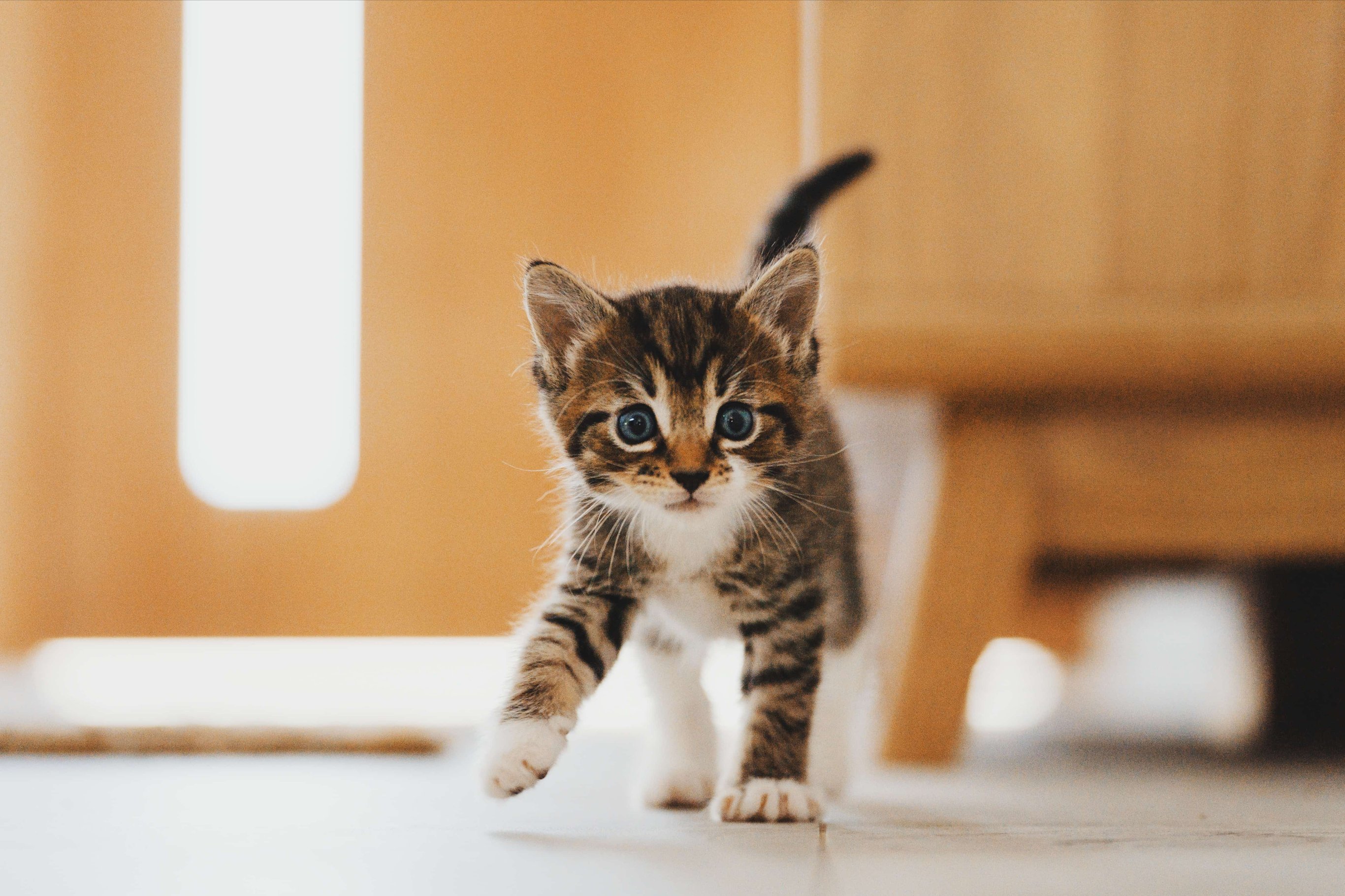 Адаптация котенка в доме