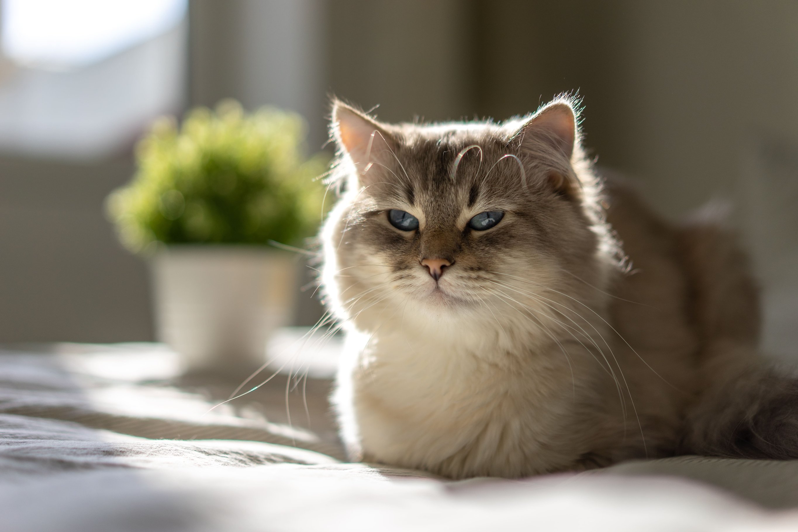 shutterstock_2437917707