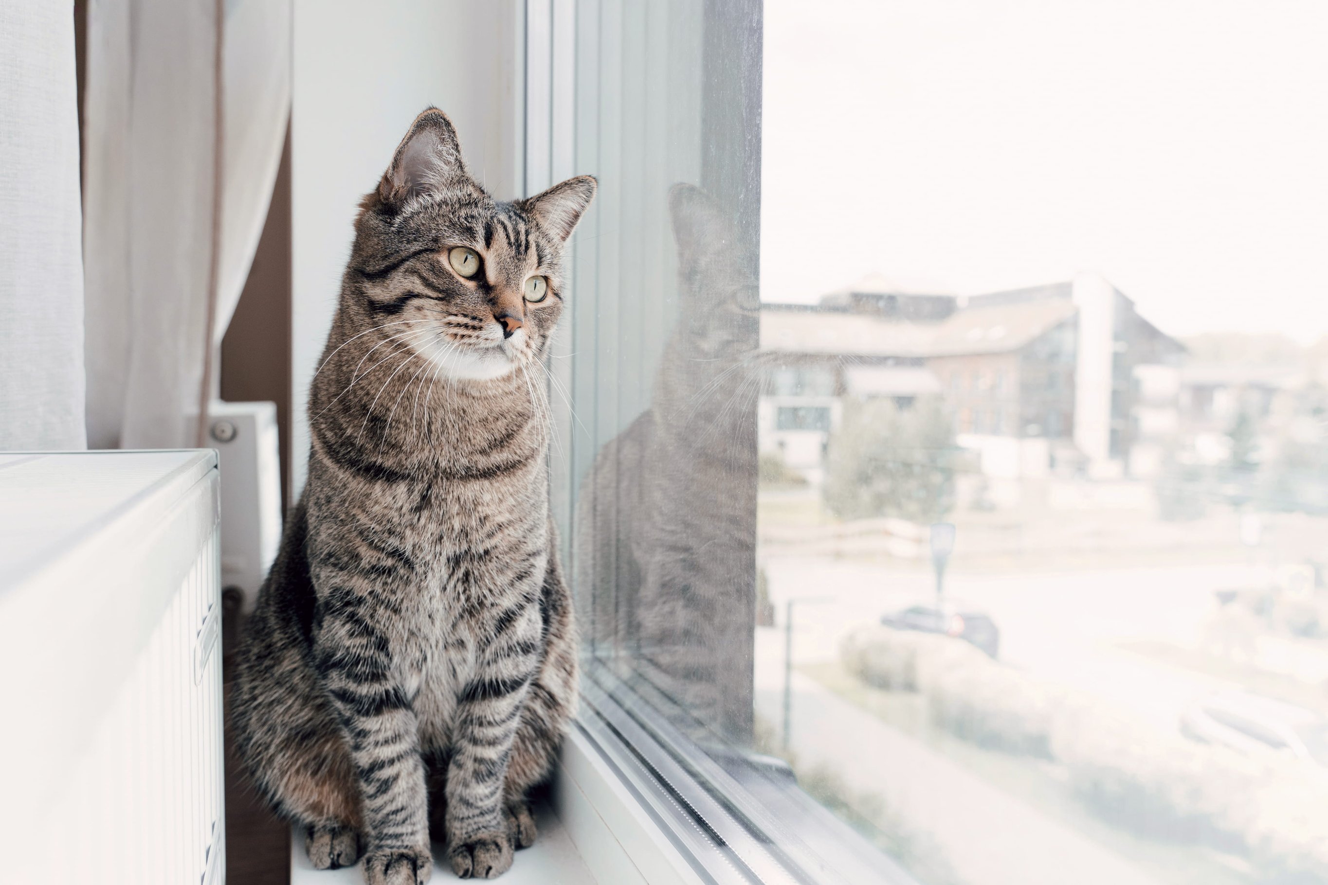 Кошка в отсутствие хозяина