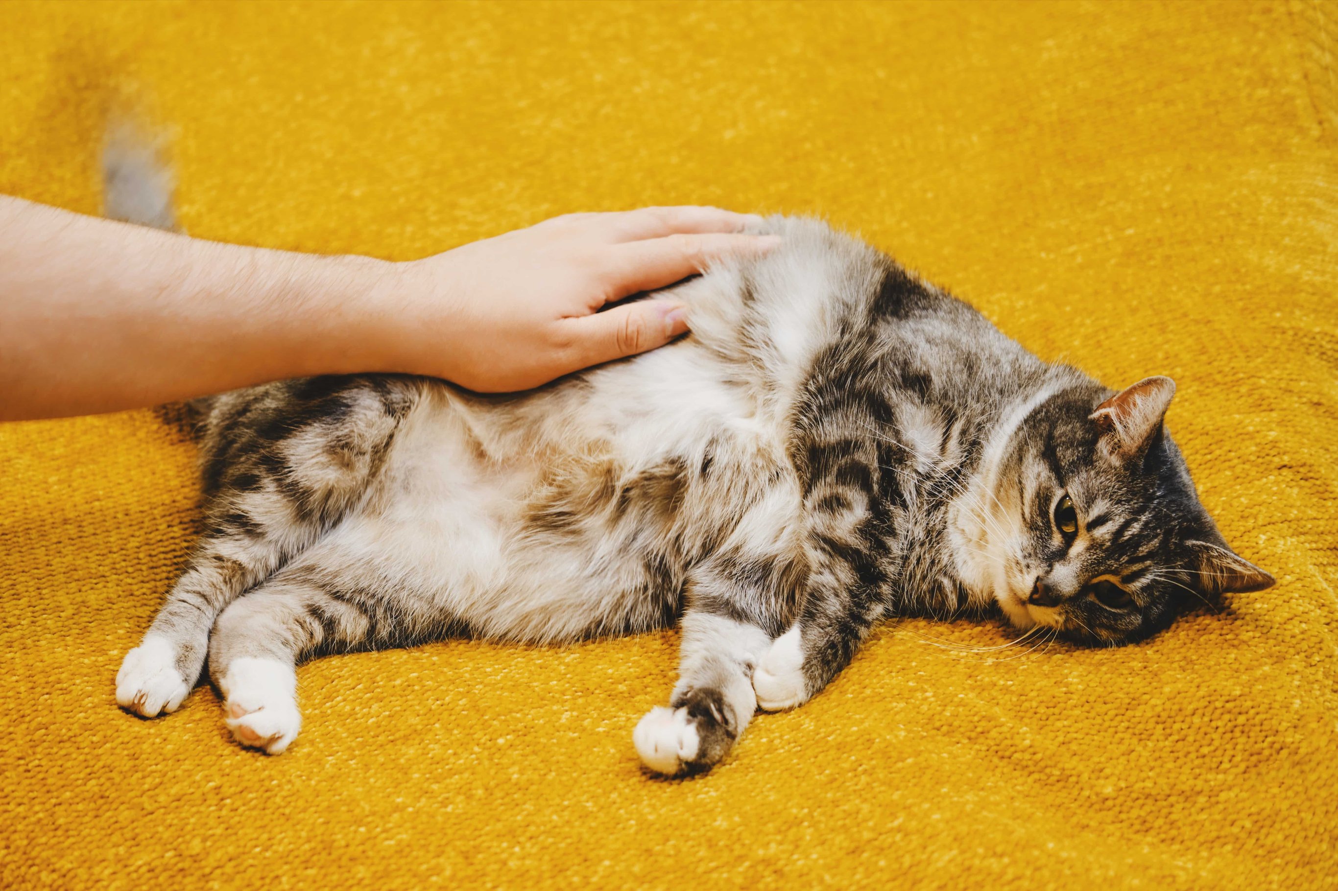 Как подготовиться к родам у кошки?