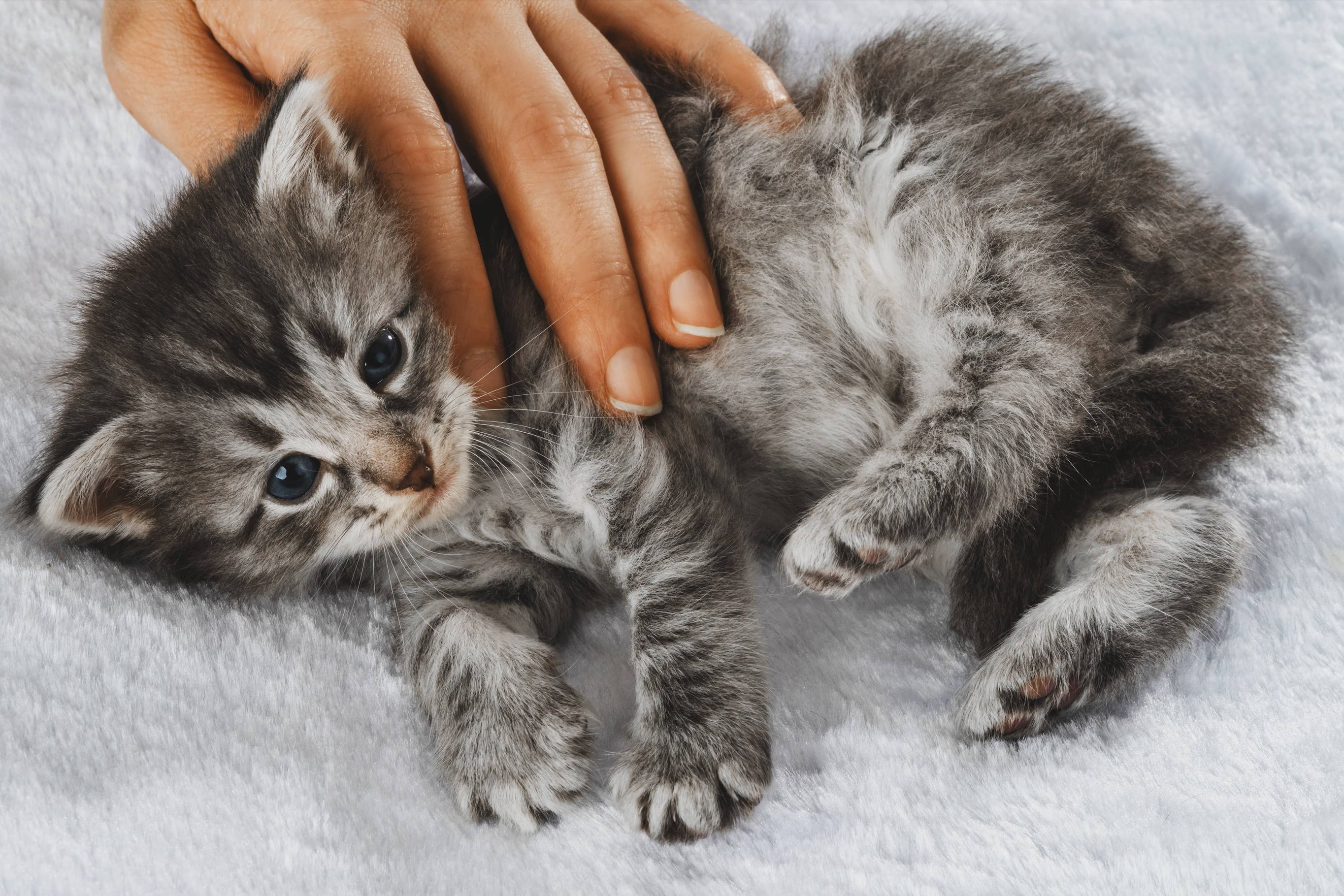 Блохи у котенка