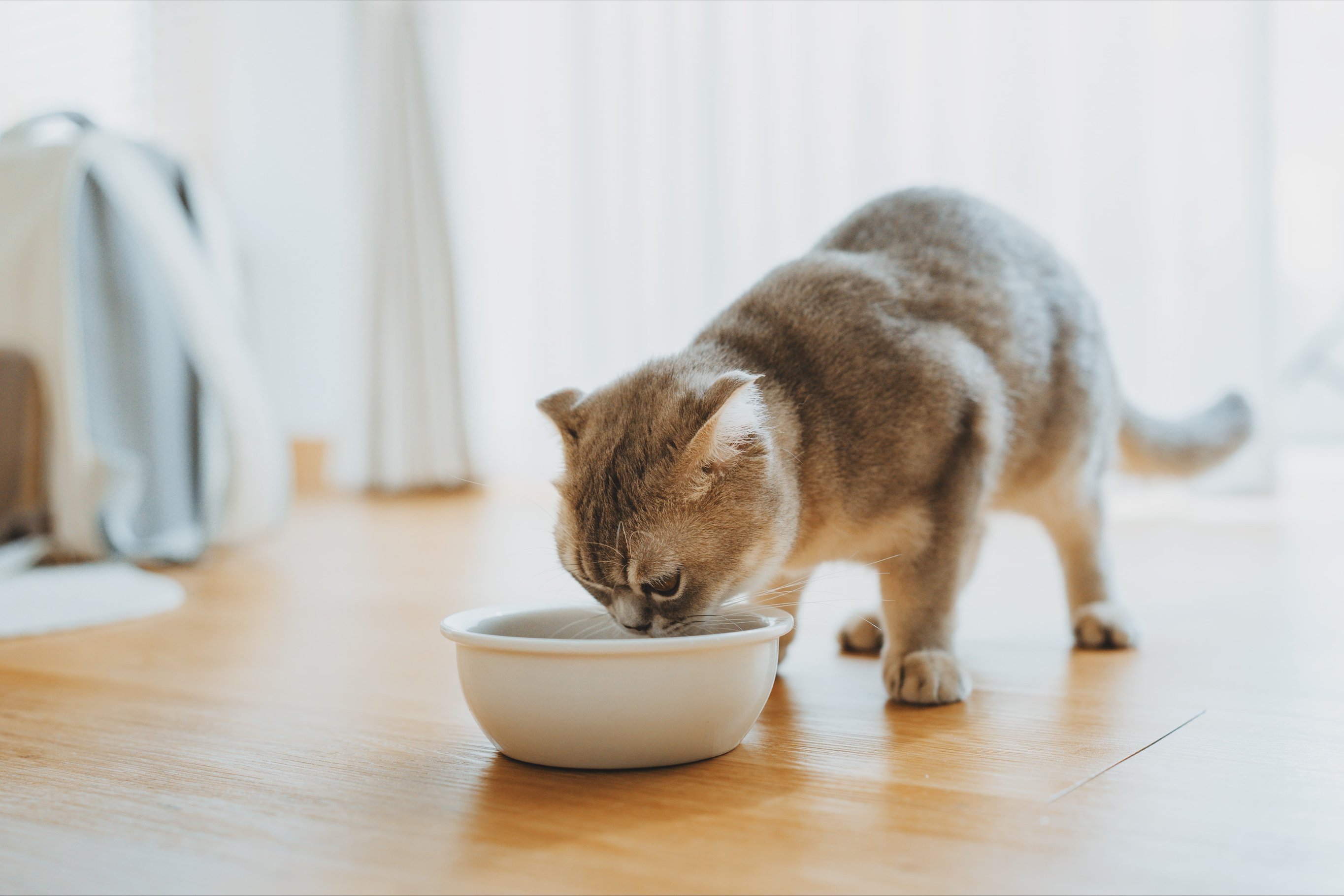 Здоровье кошки