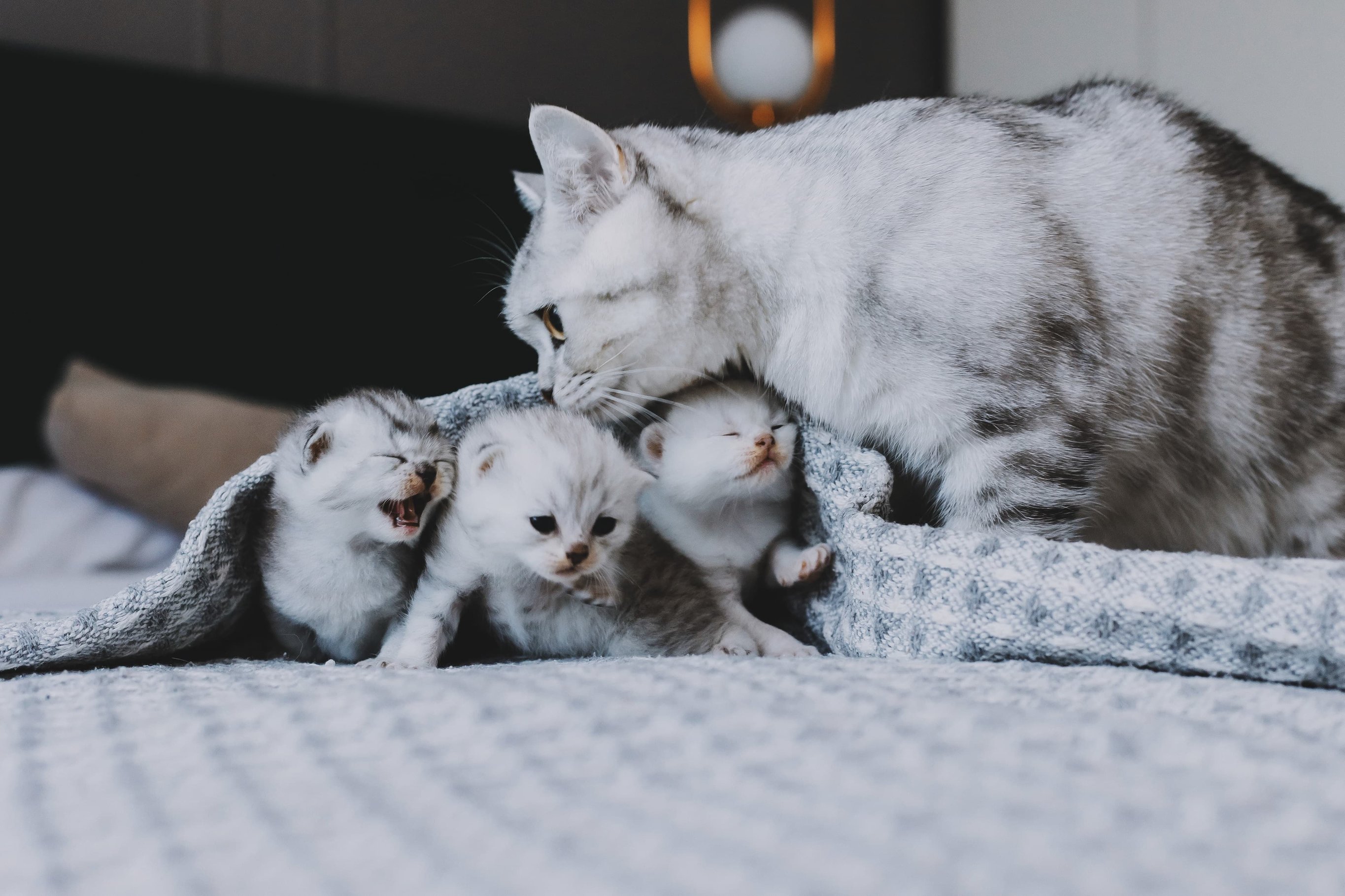 Питание кормящей кошки