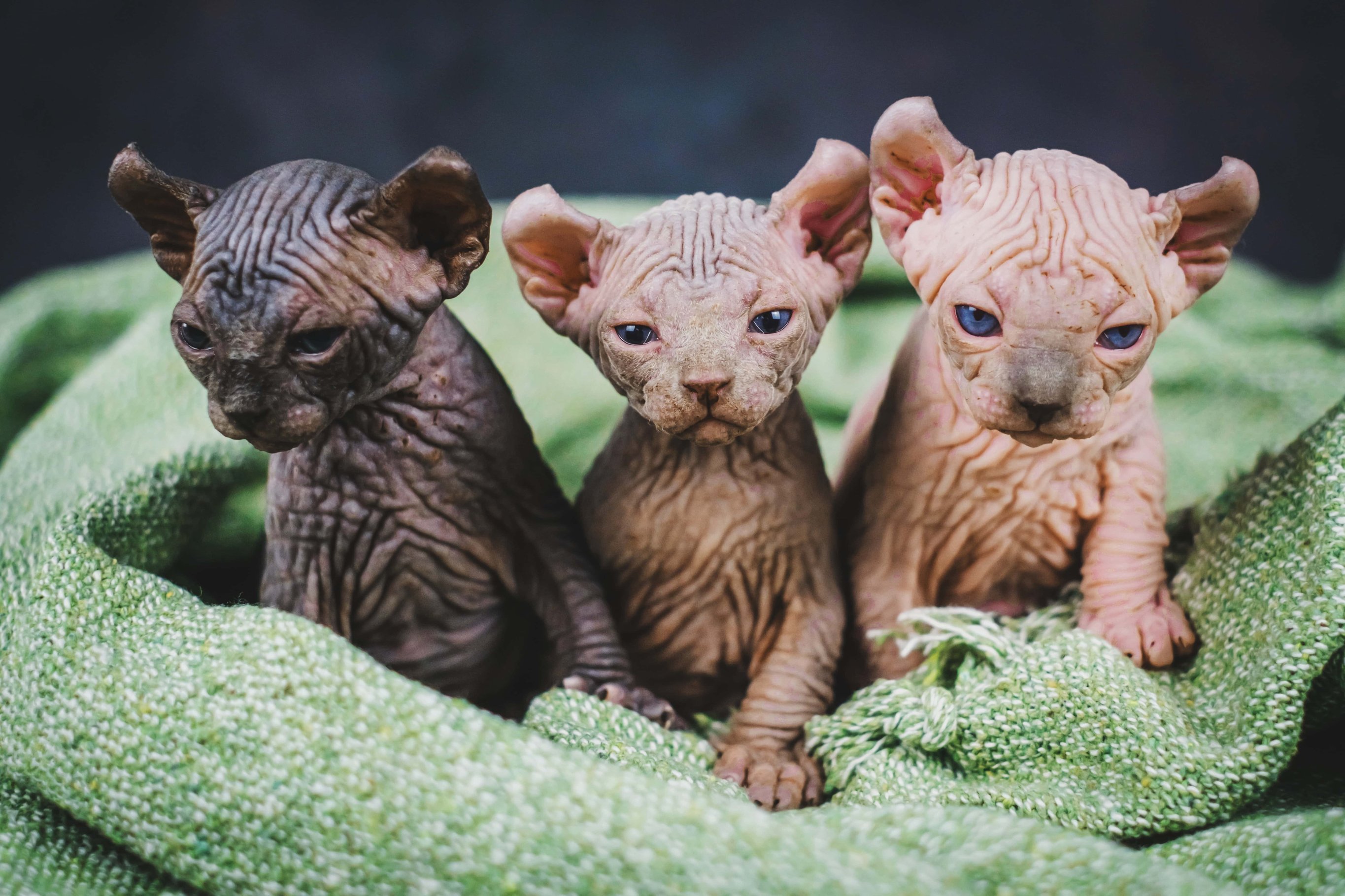 Котенок породы эльф