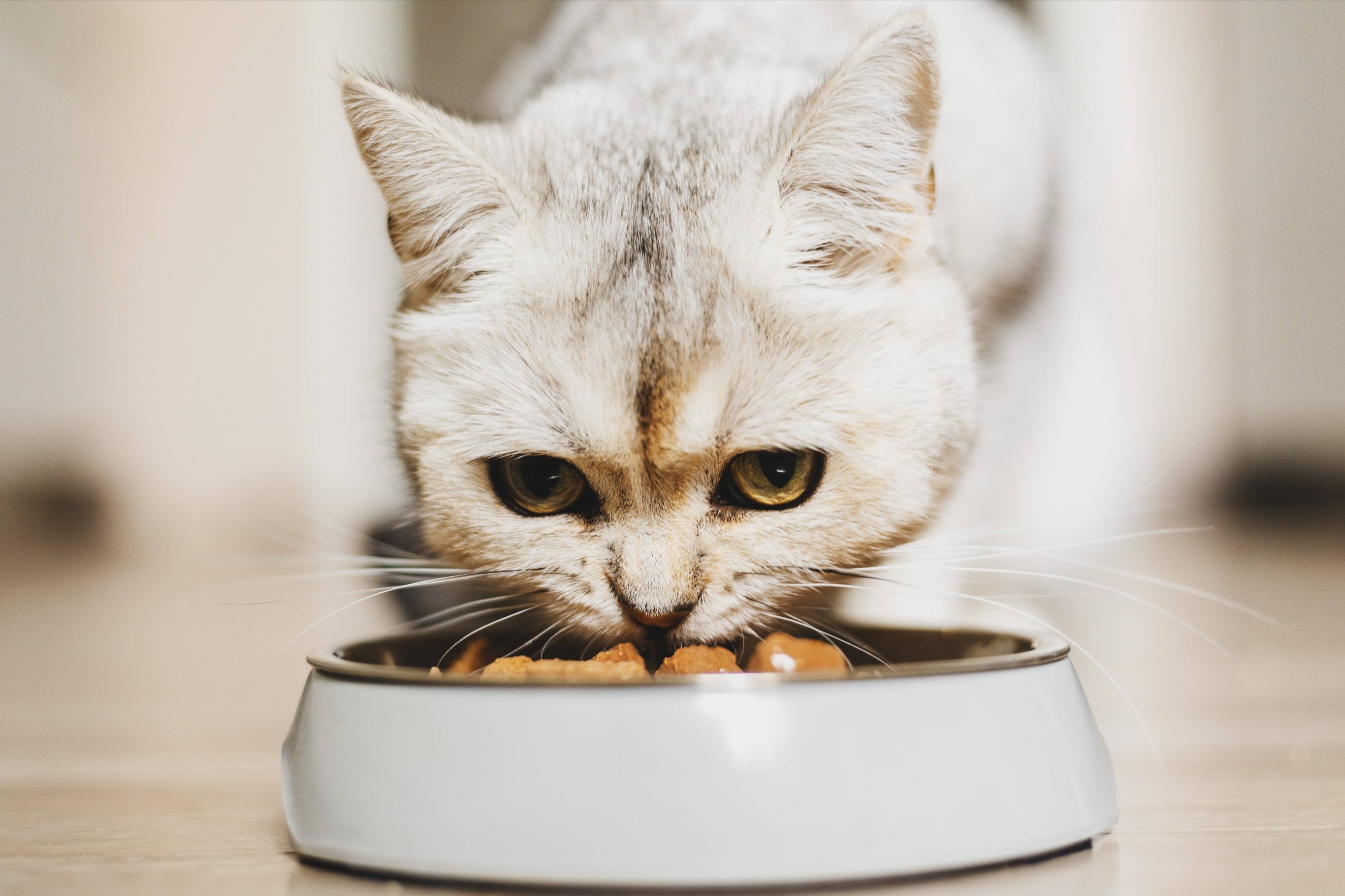 Выбор корма для кошки