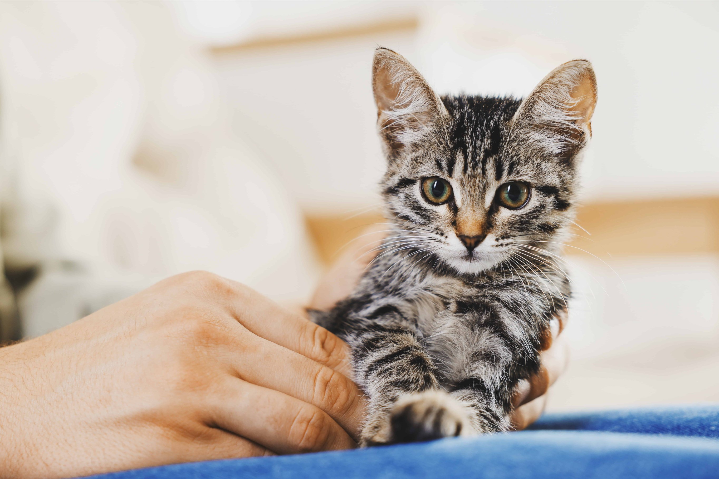 Осмотр котенка