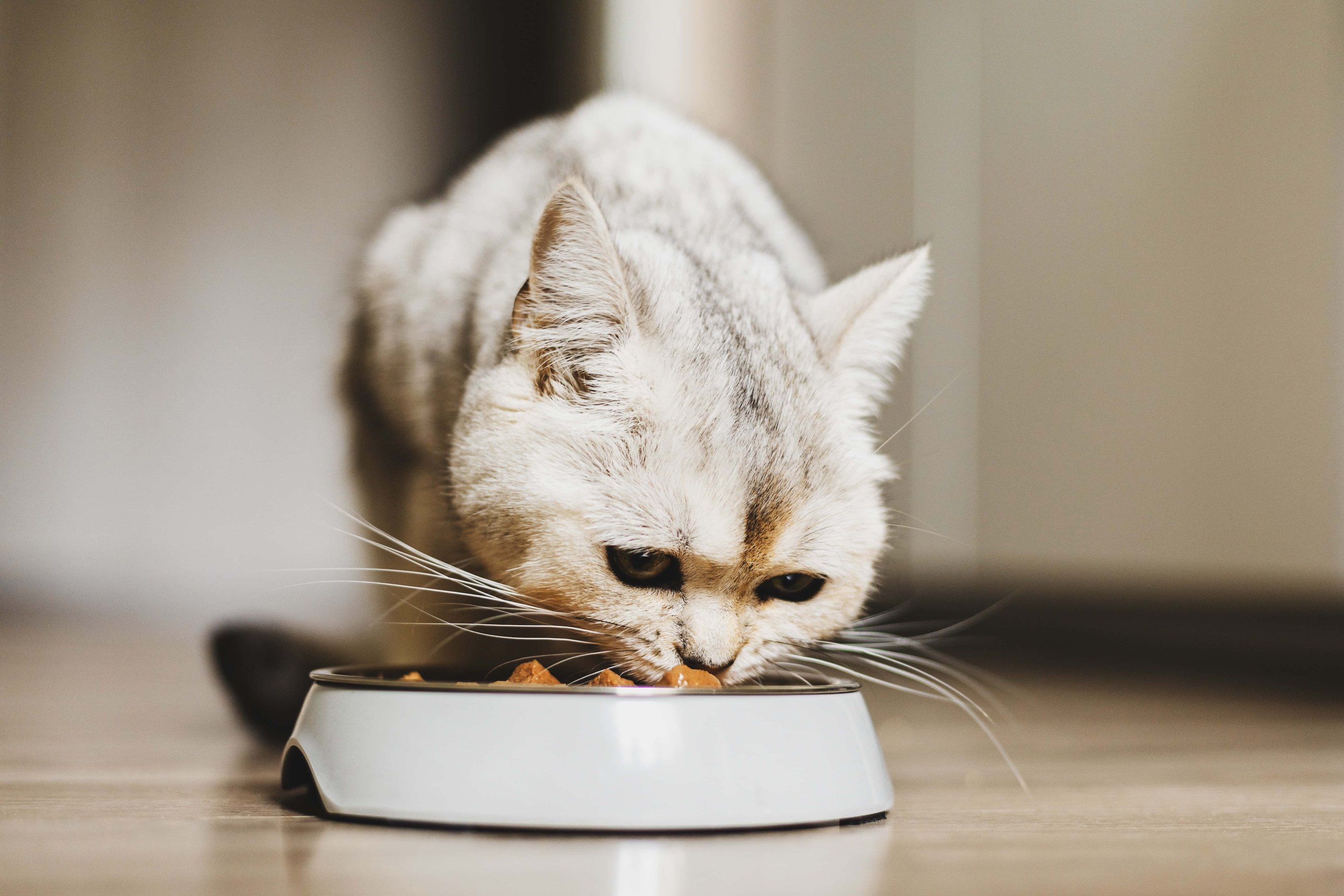 Рацион кошки