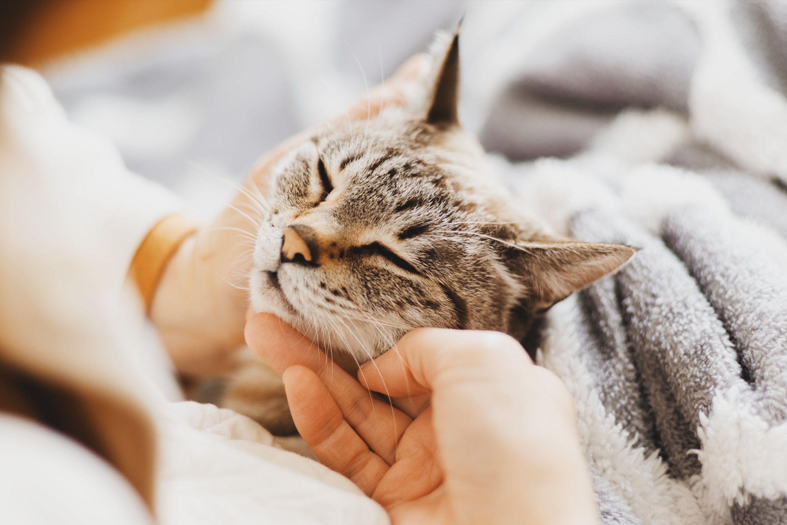 shutterstock_2586831903_