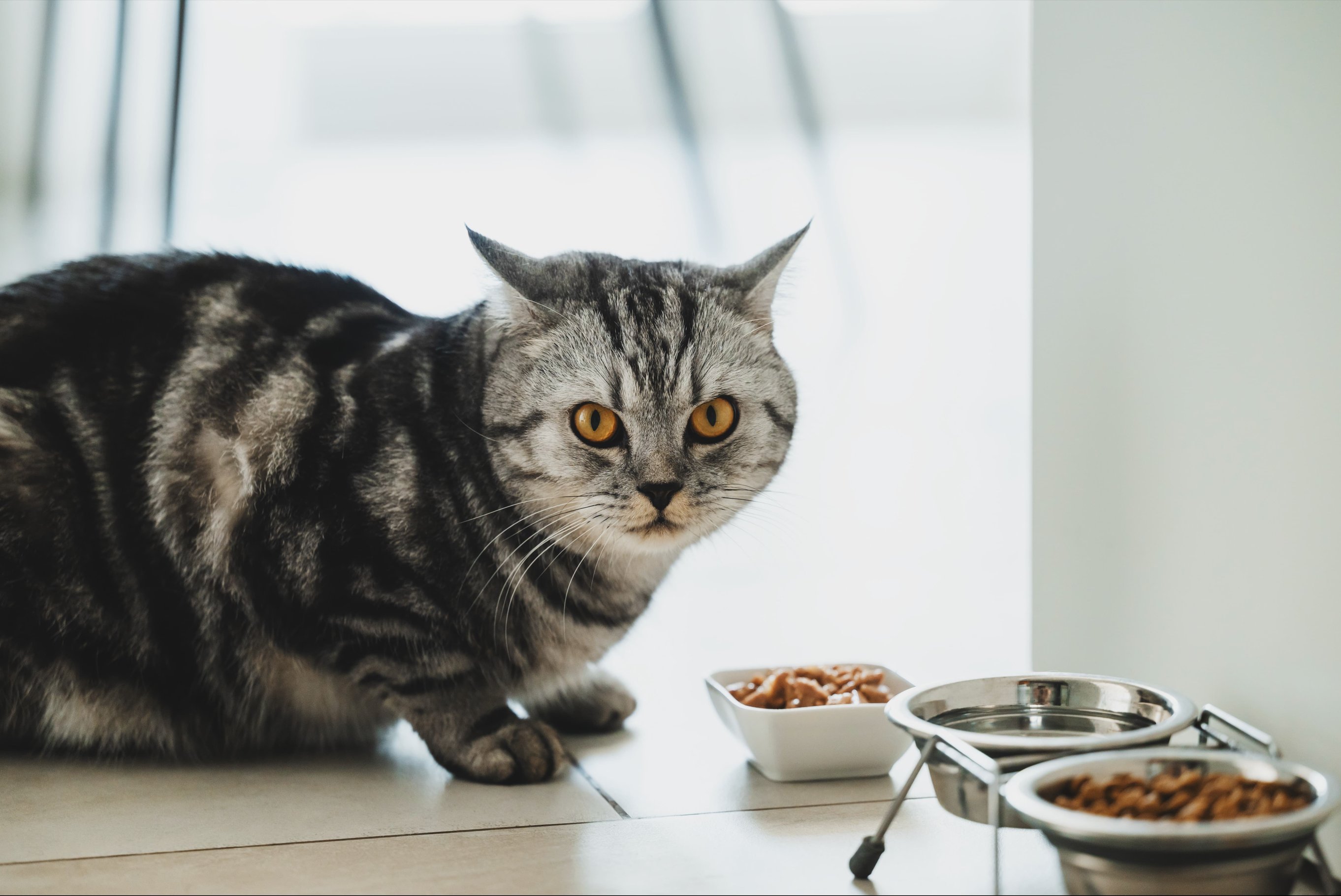 Особенности потребностей кормящей кошки