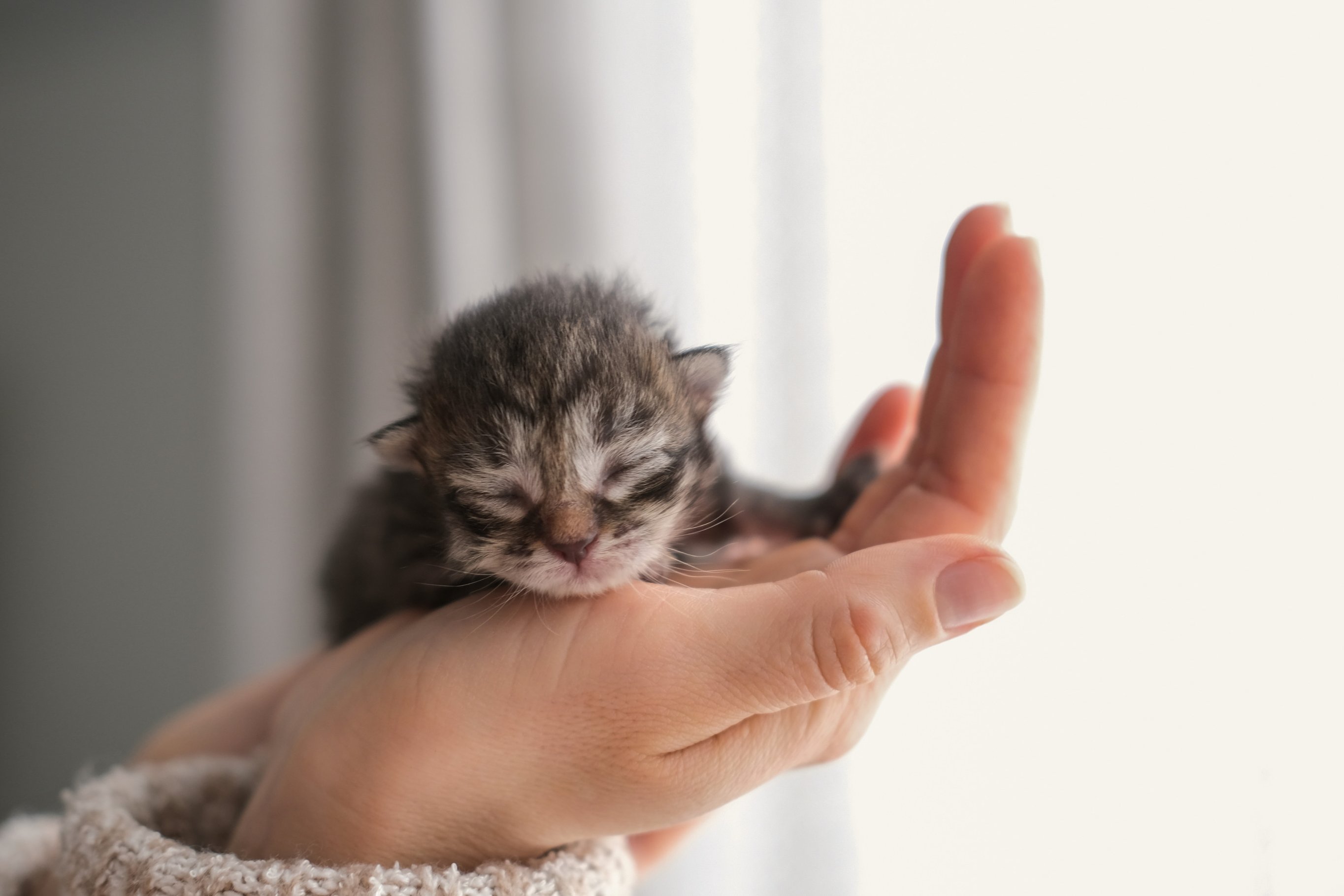 Средний вес котенка