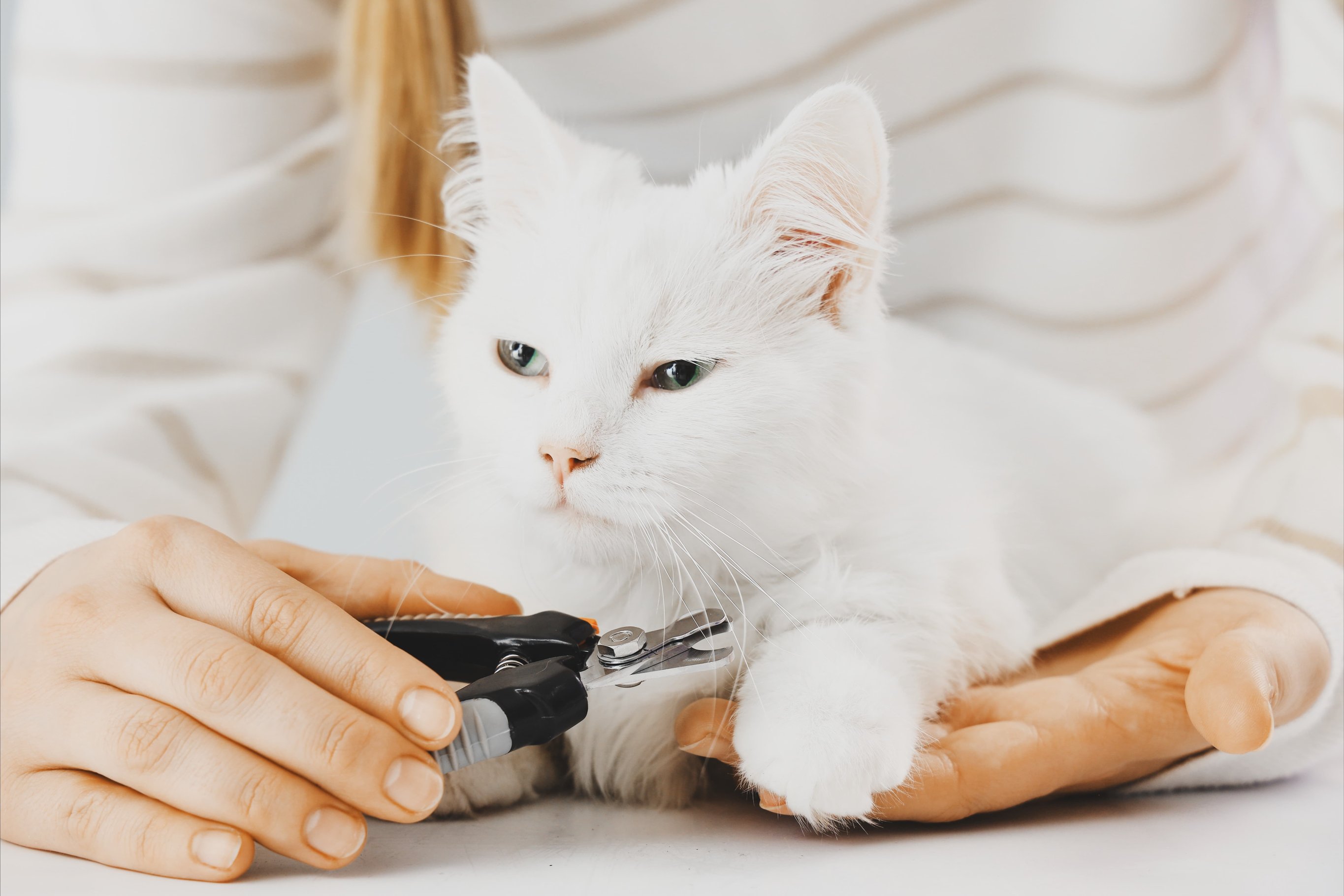 Как приучить кошку к стрижке когтей?