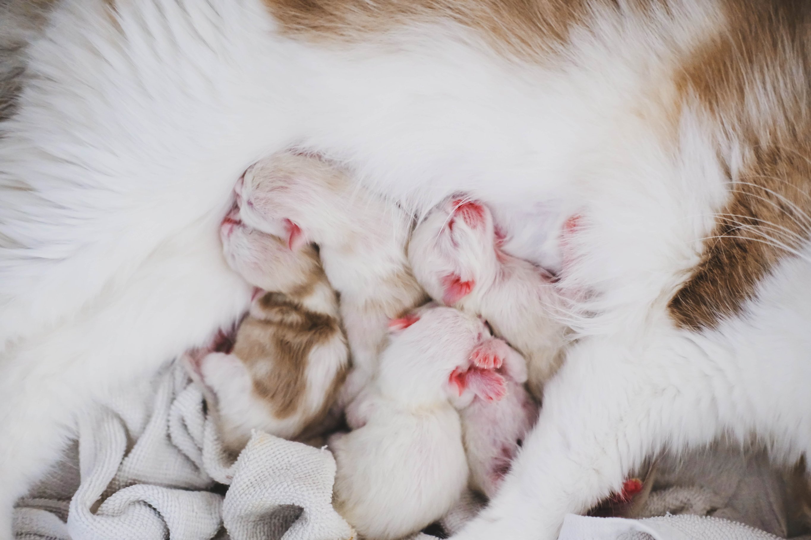 Рождение котят