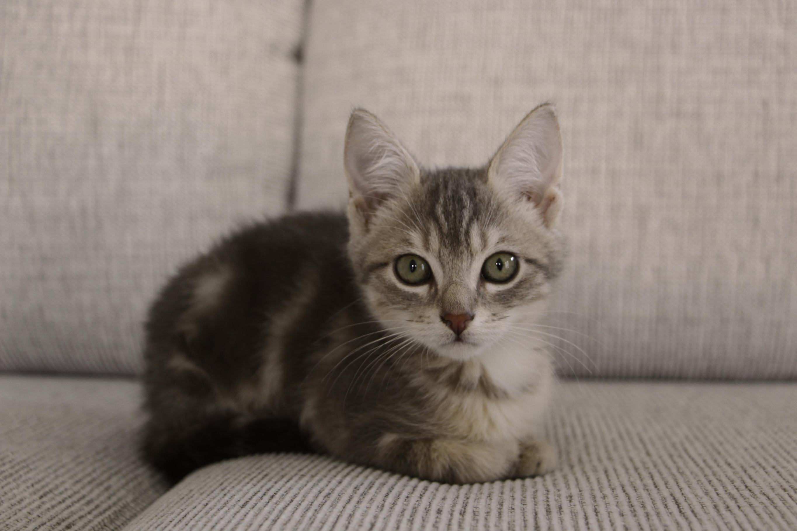 Заболевания у котят