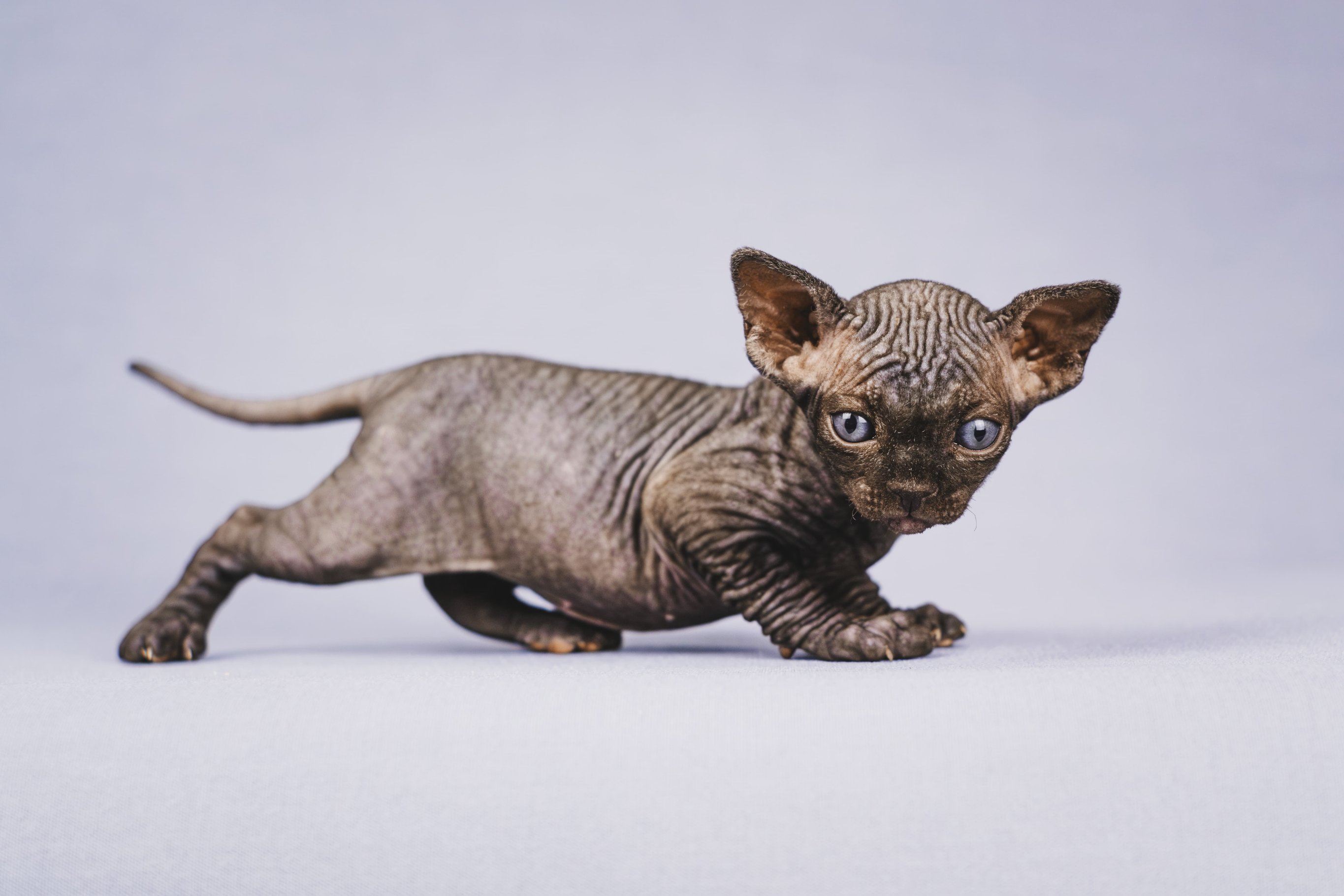 Обучение и воспитание эльфов