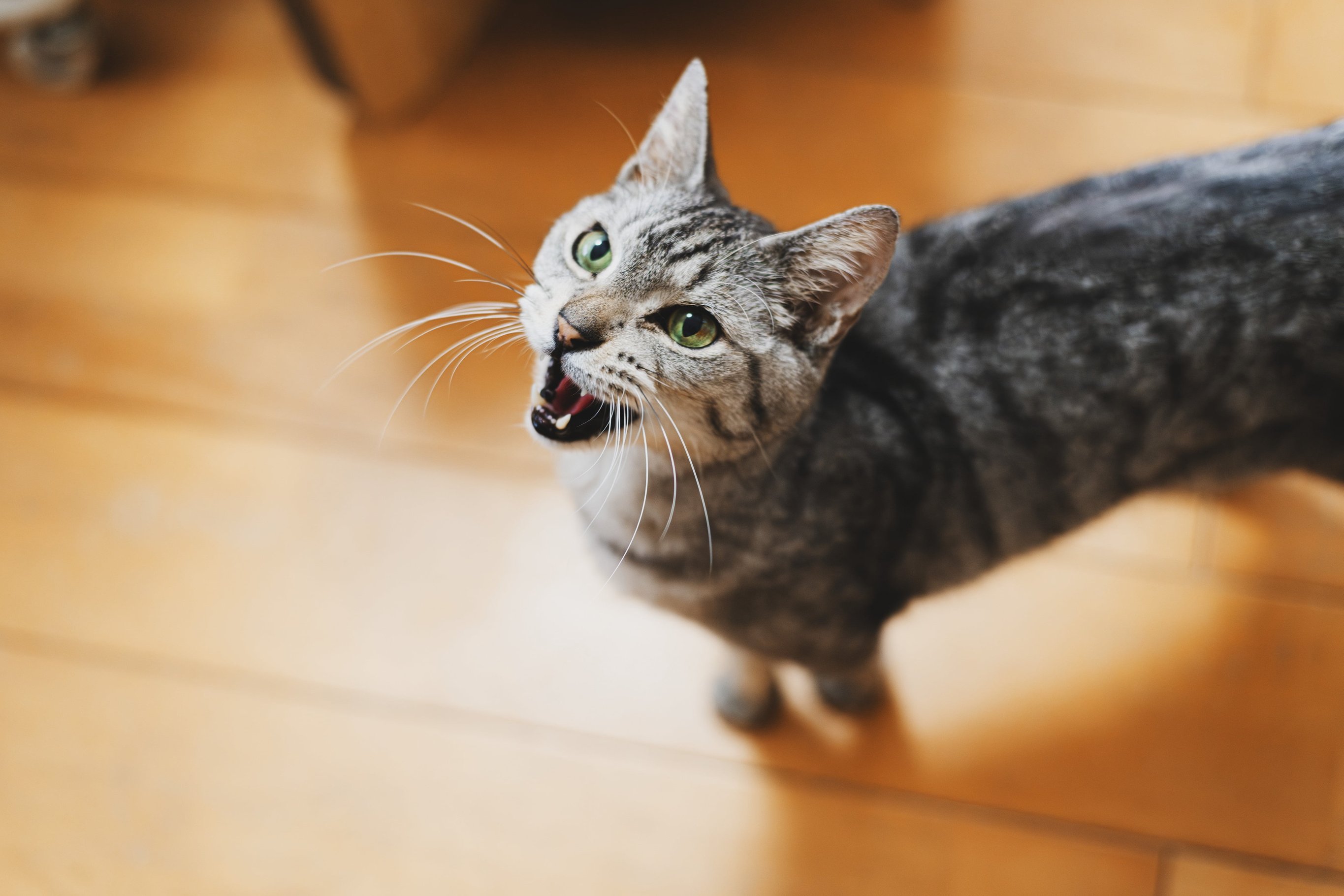 Звуки кошки