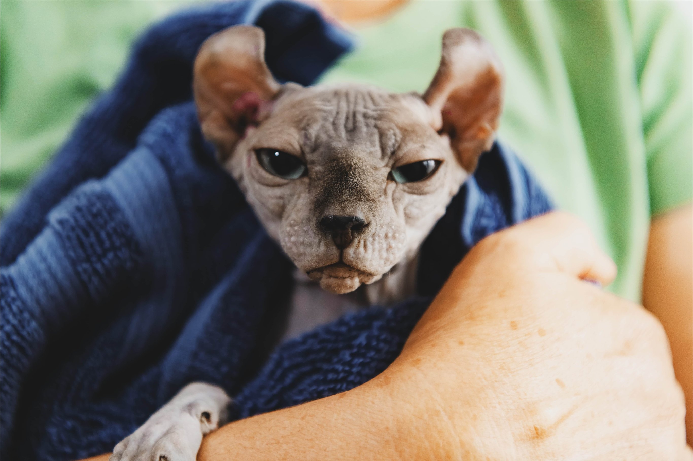 Особенности здоровья эльфов