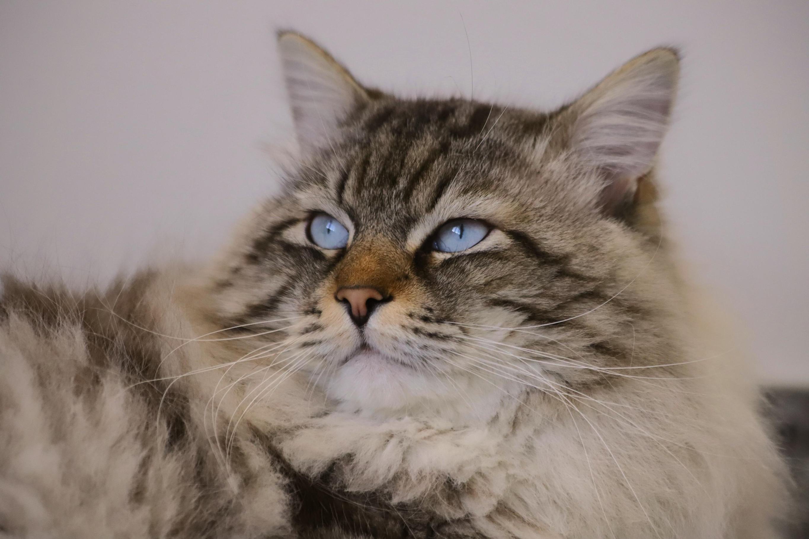 Зачем кошкам усы?