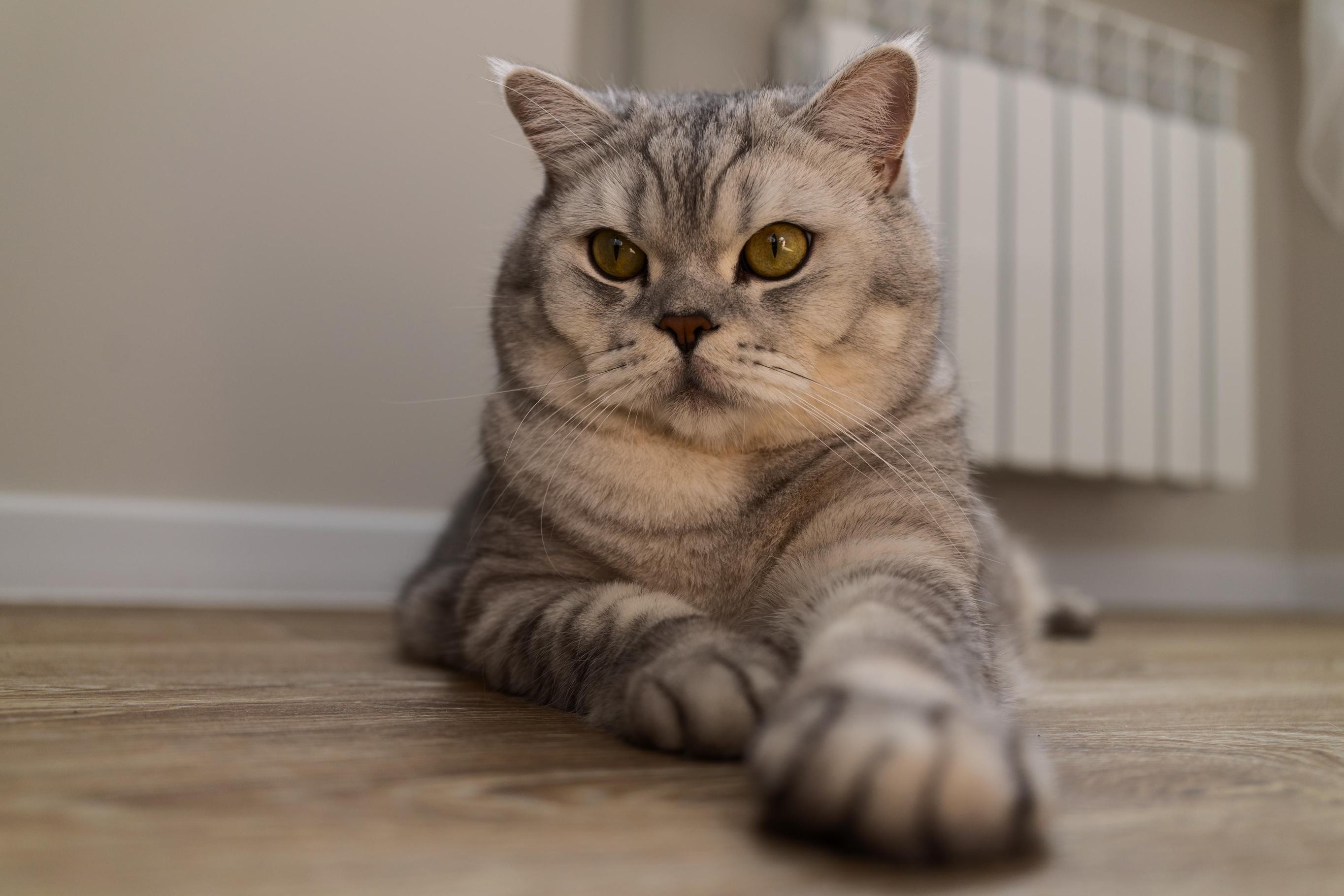 Кошка не ест