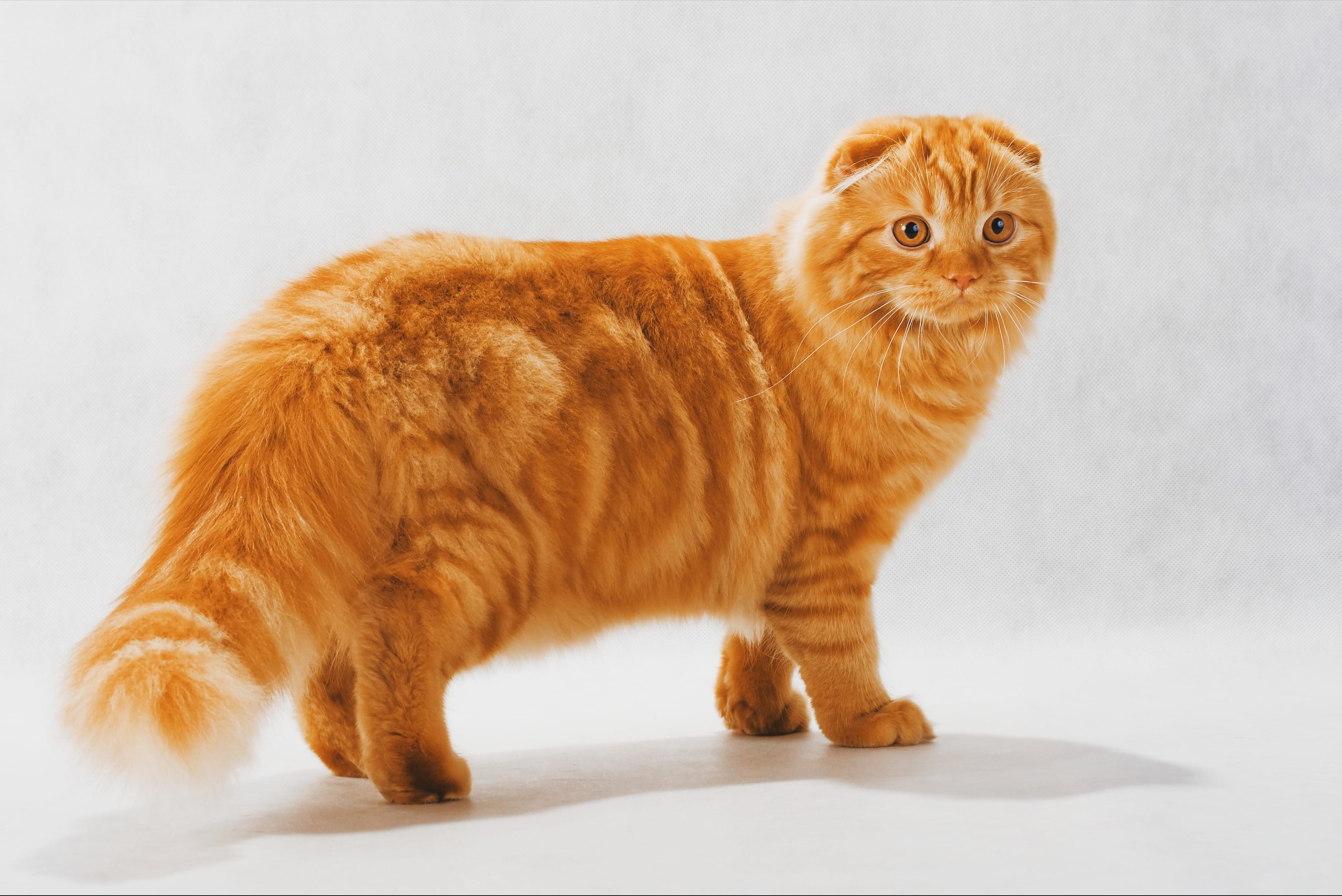 Внешность и особенности породы