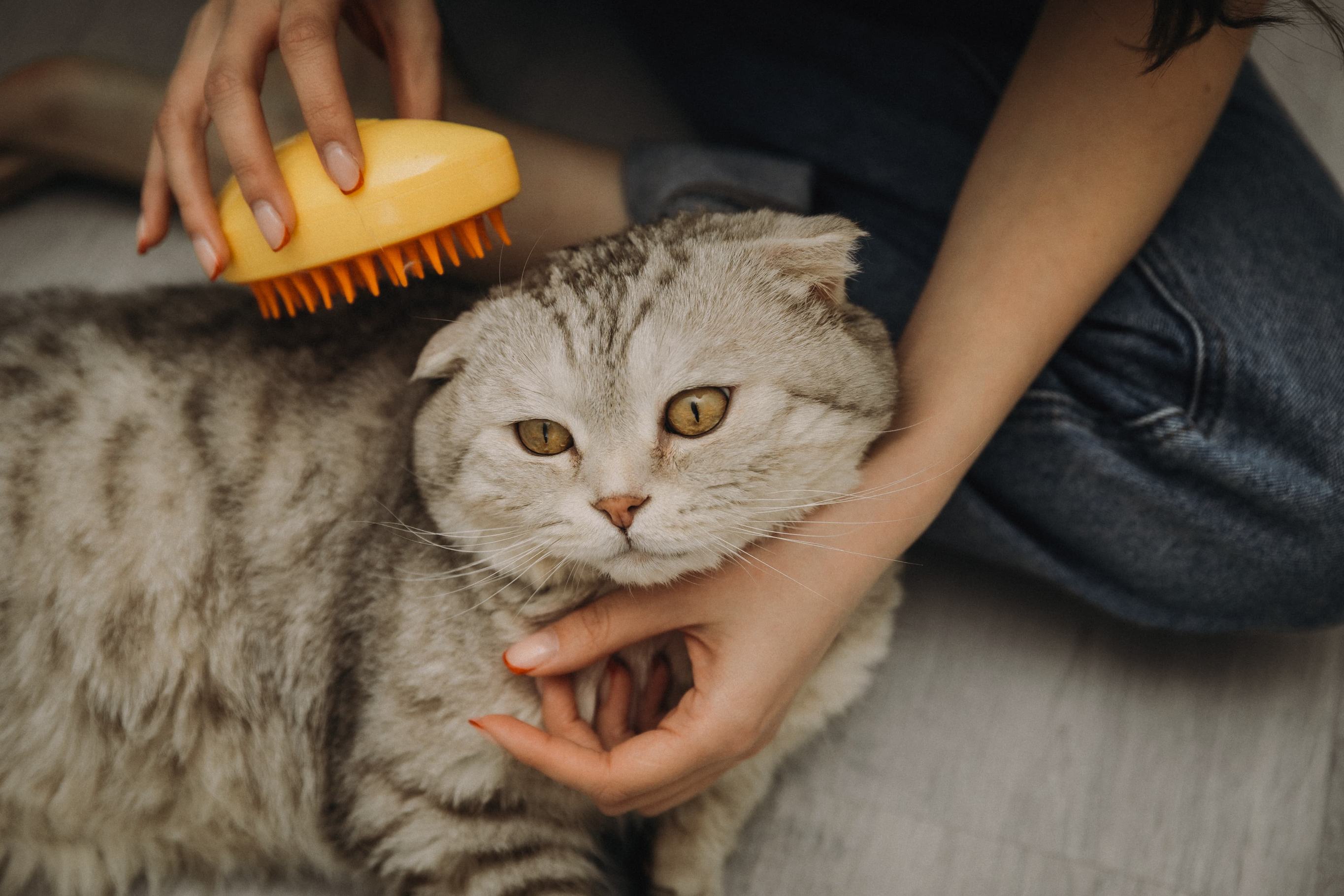 Как вычесать кошку?