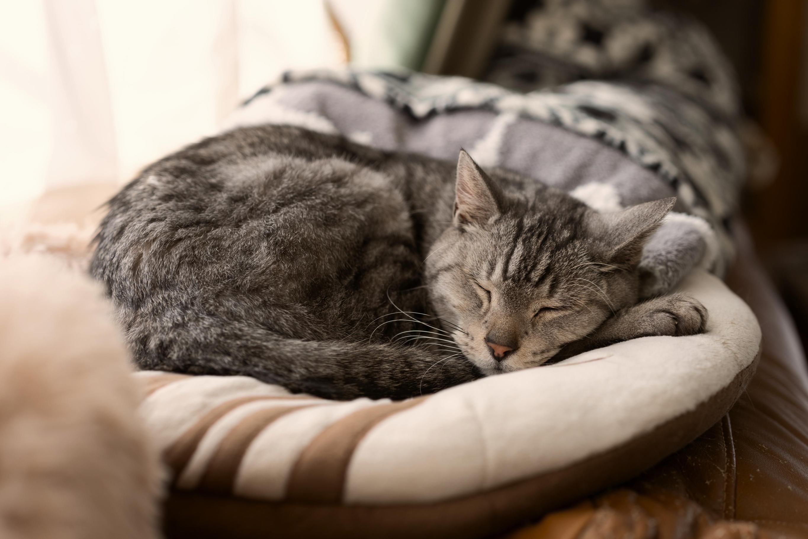 Кошка заболела