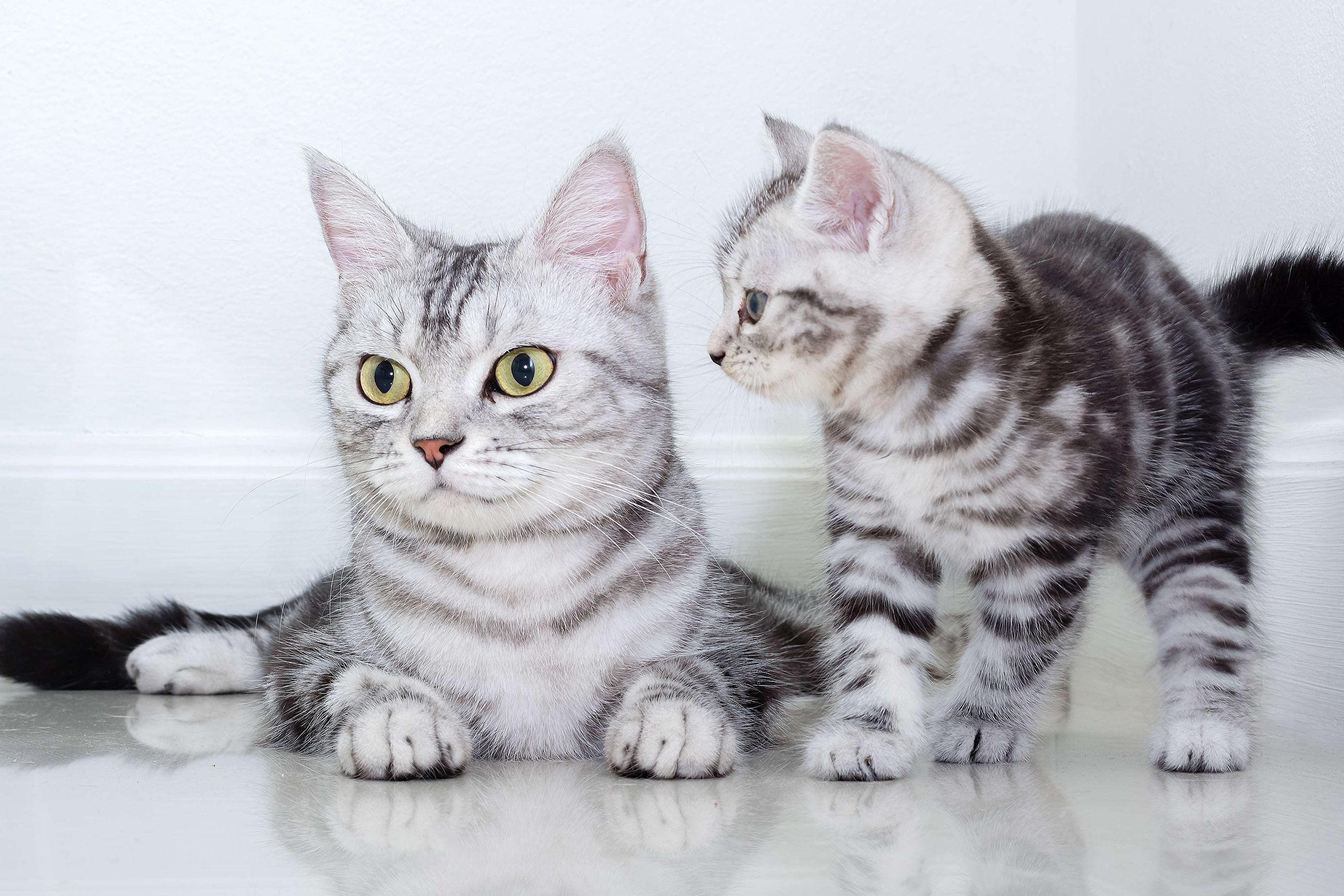 shutterstock_385396837