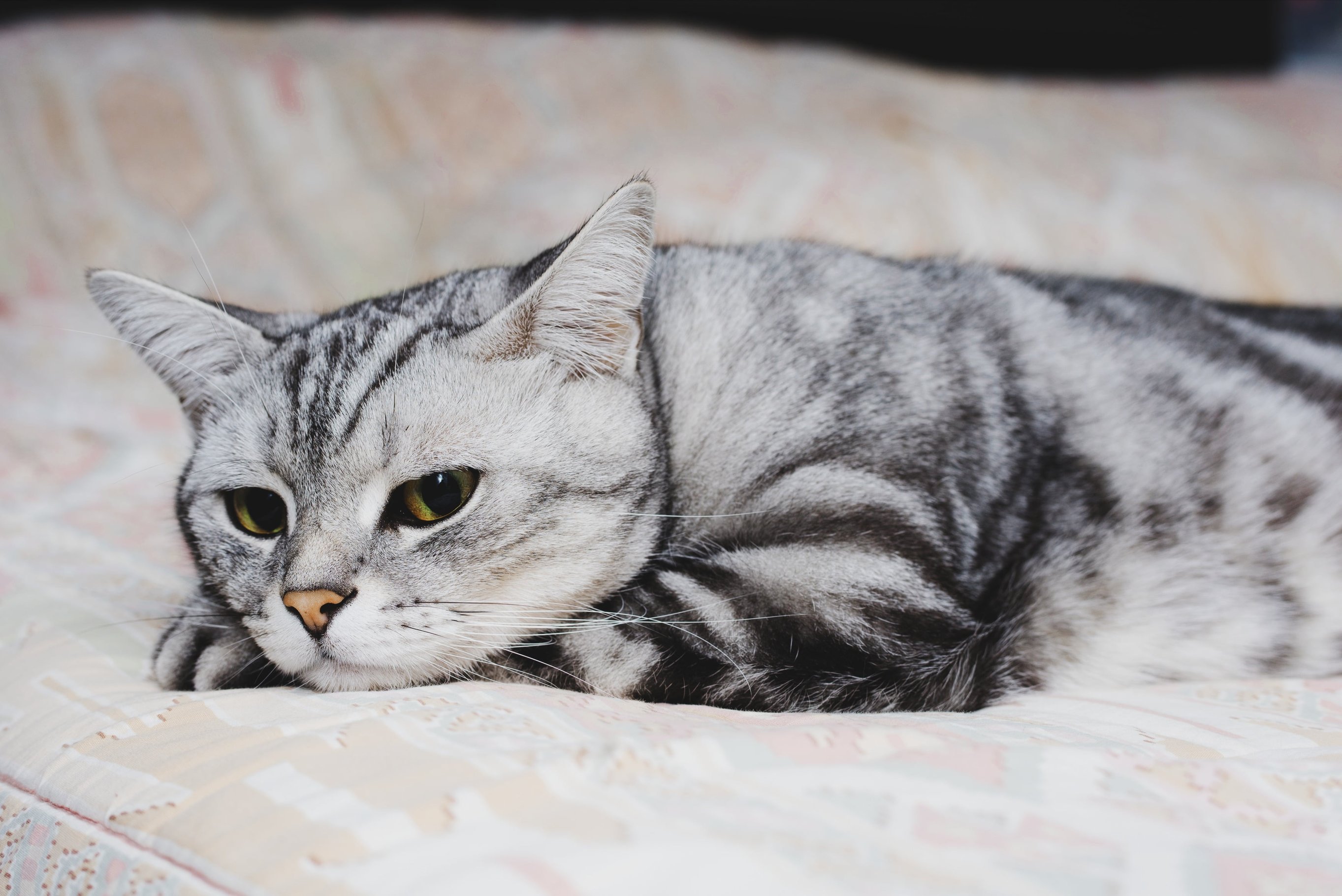 Как избавиться от гельминтов у кошки?